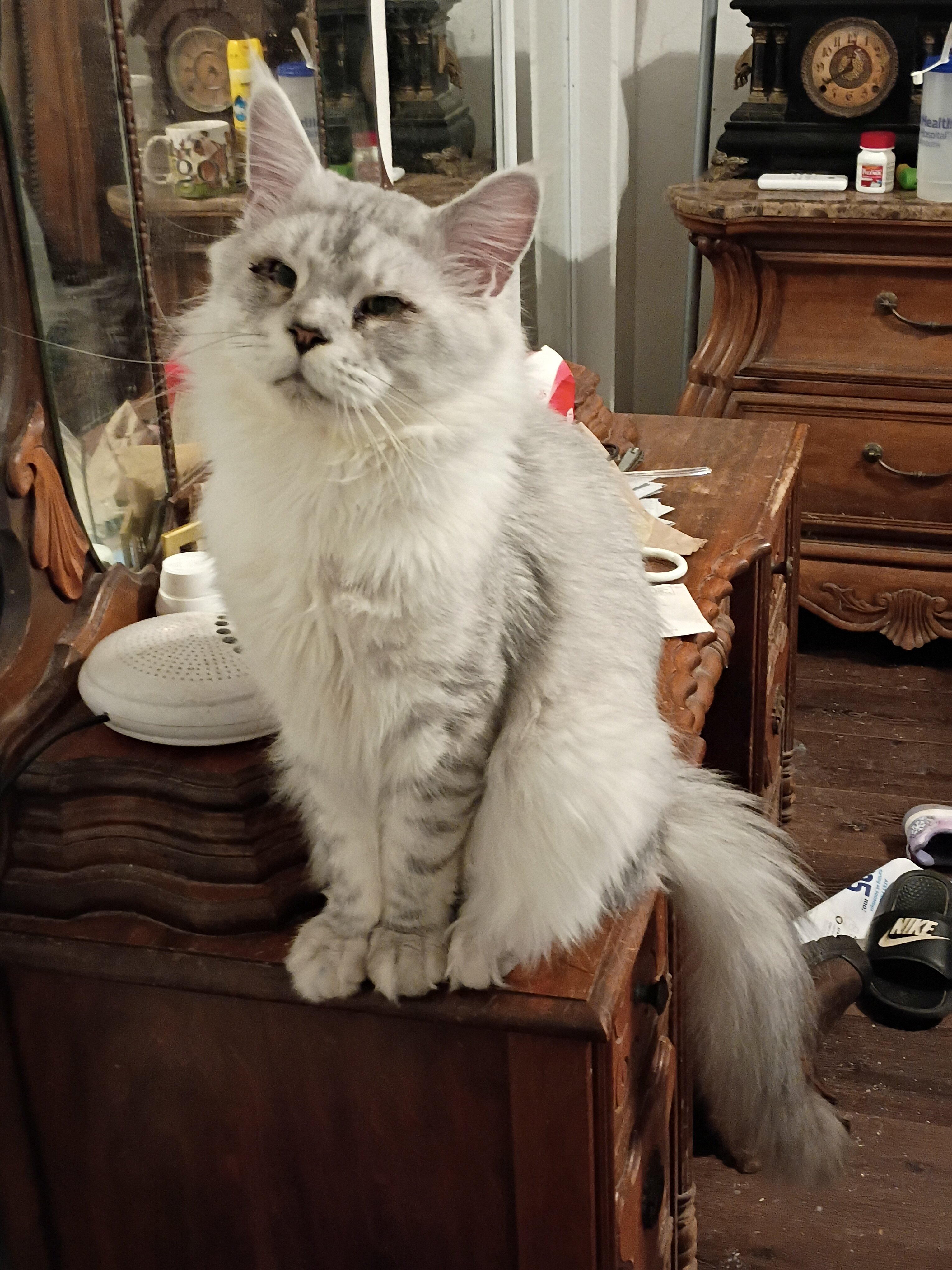Amusta's Maine Coon/Mix kittens image 3