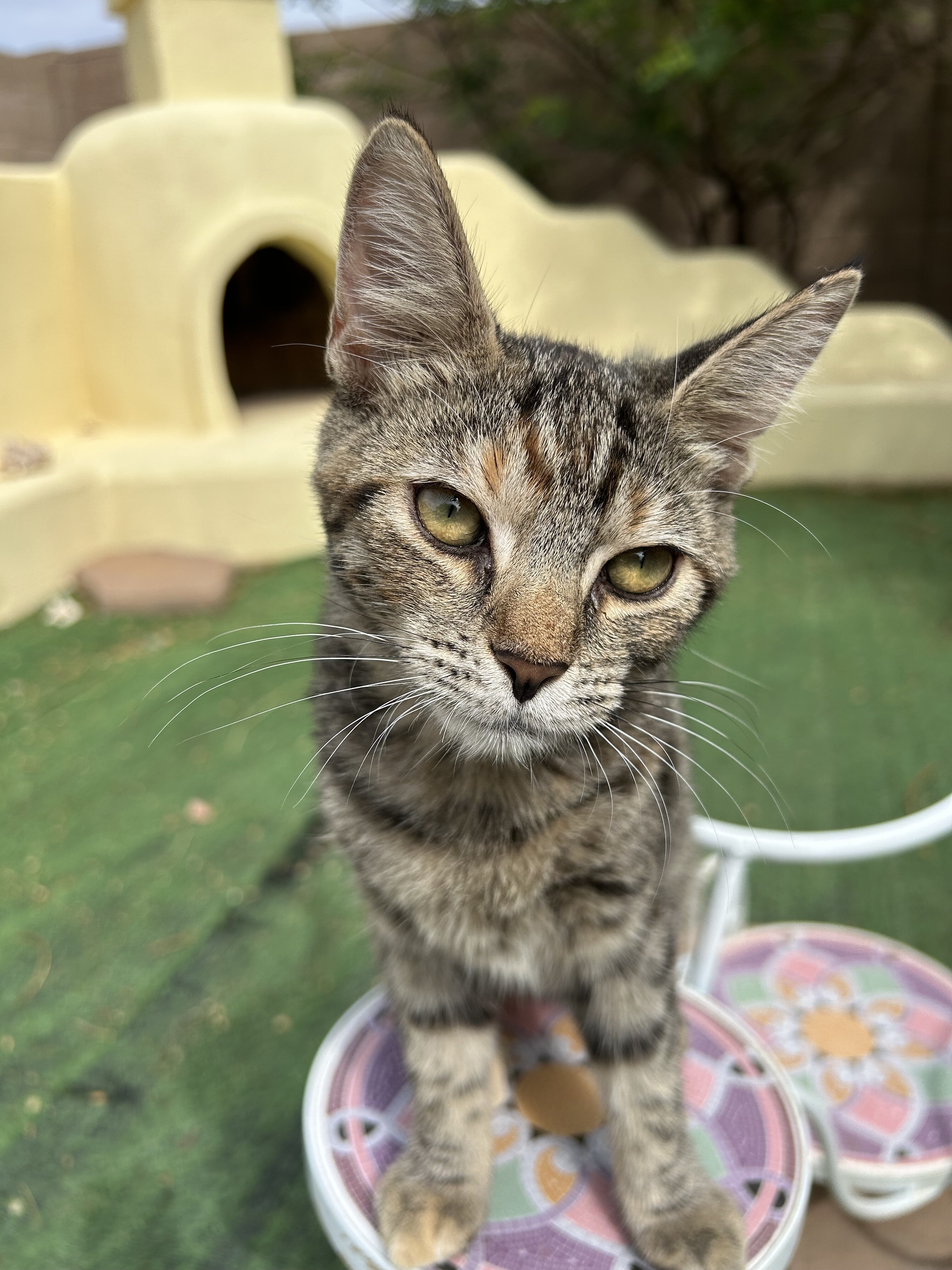Kittens image 4