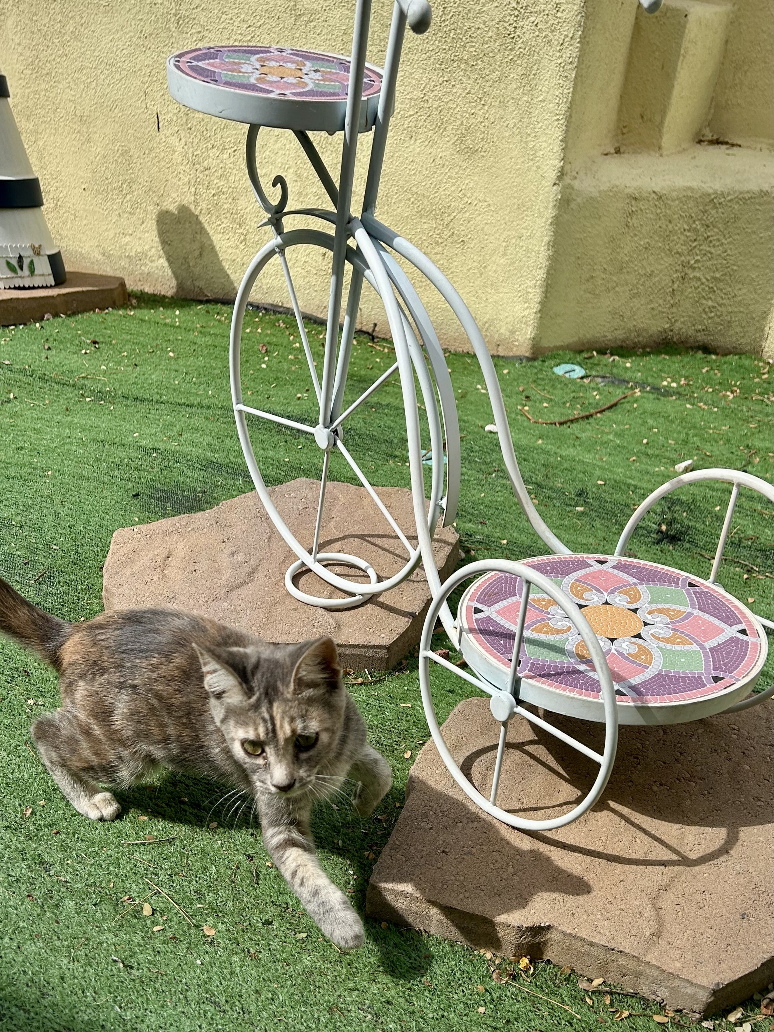 Kittens image 1