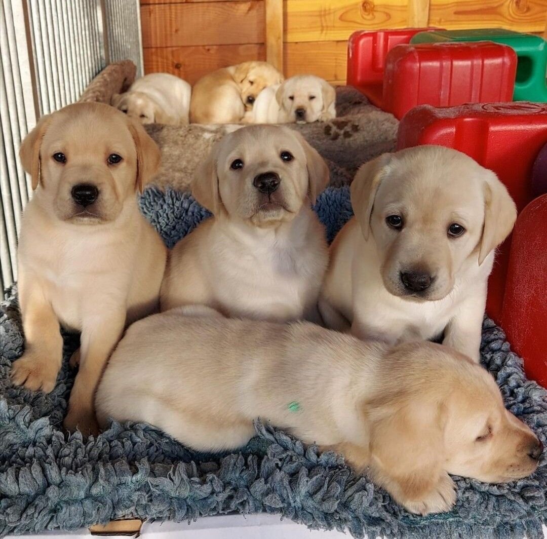 Labrador Retriever puppies for sale image 1
