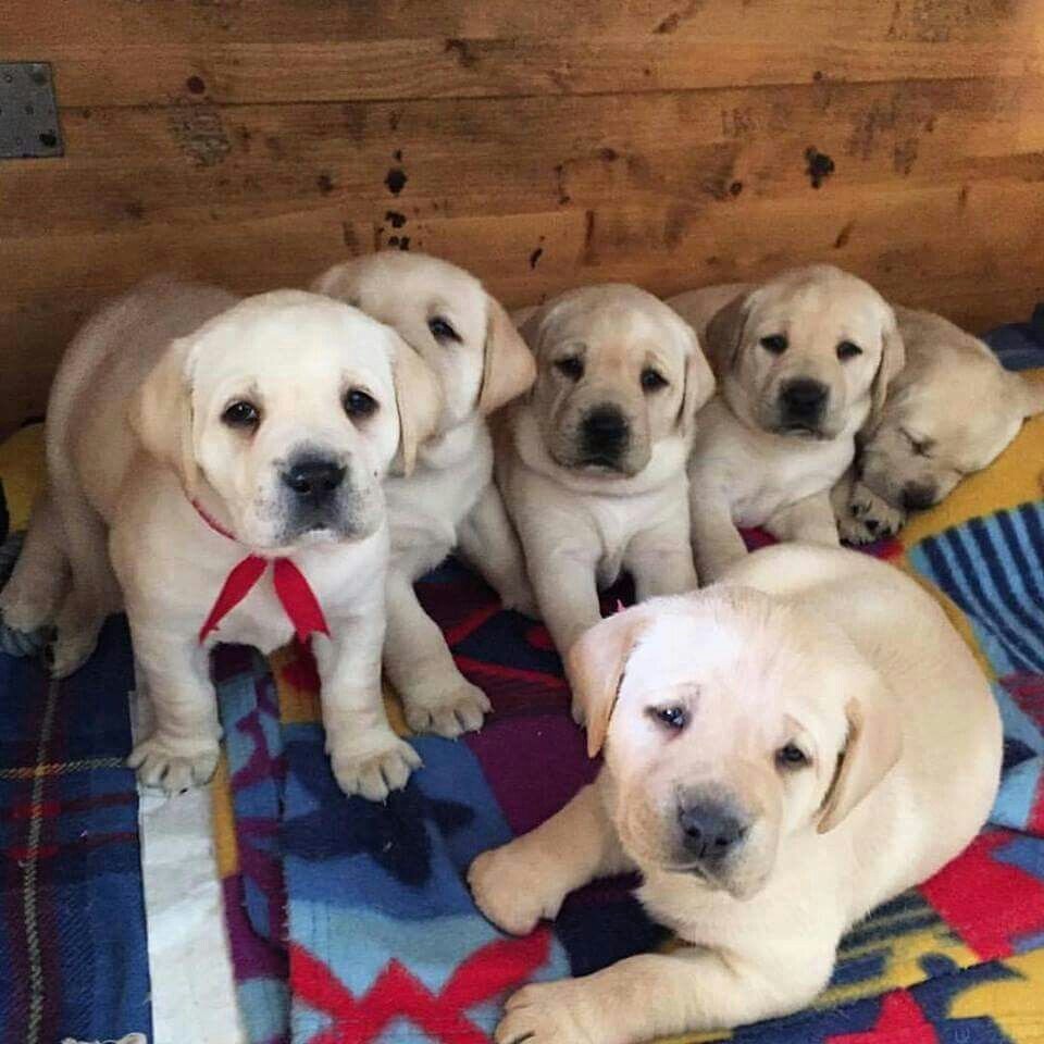 Labrador Retriever puppies looking for homes. image 1