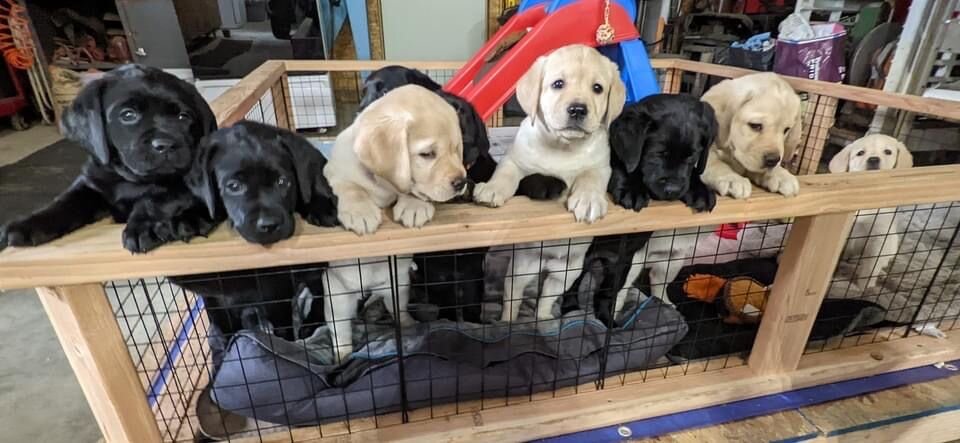 Labrador Retriever puppies image 1