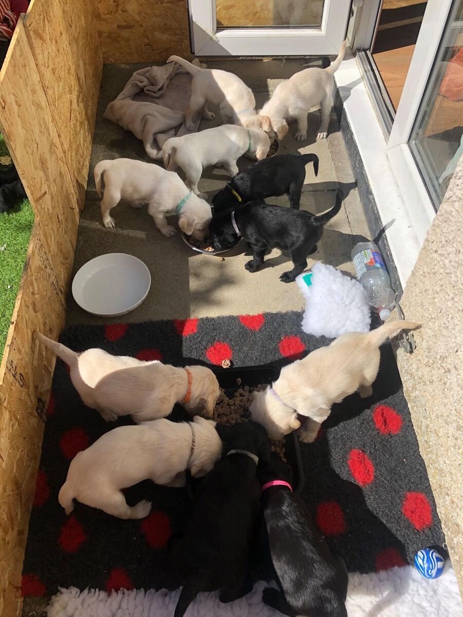 loving Labrador image 1