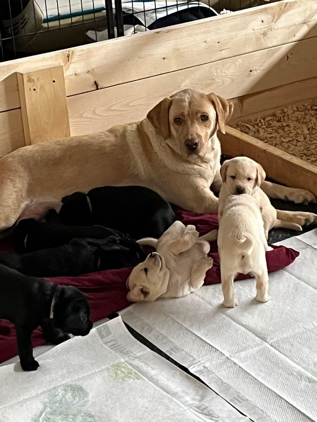 Labrador puppies seeking homes image 1