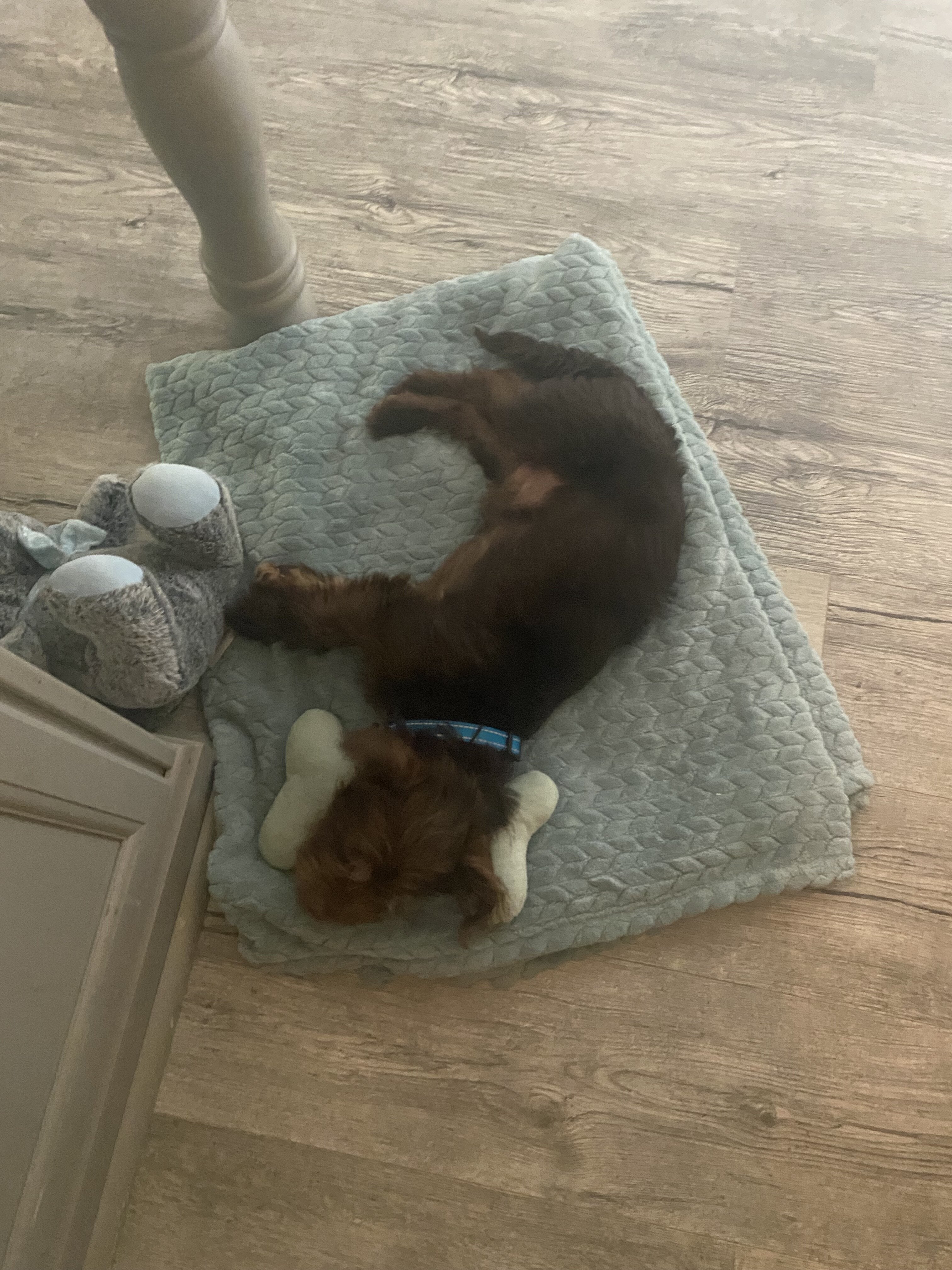 Shih tzu/chihuahua puppy mix image 1