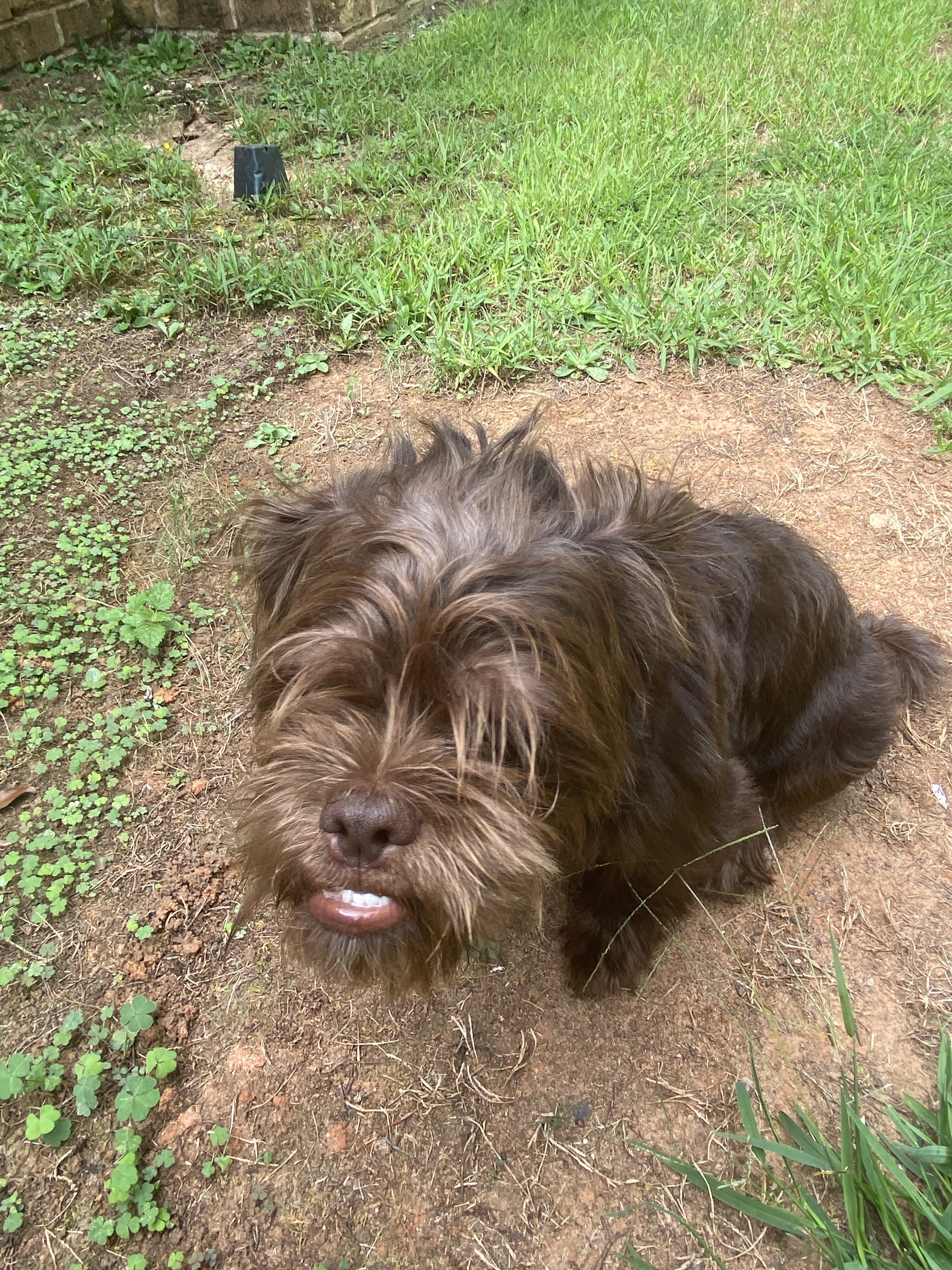 Shih tzu/chihuahua puppy mix image 3