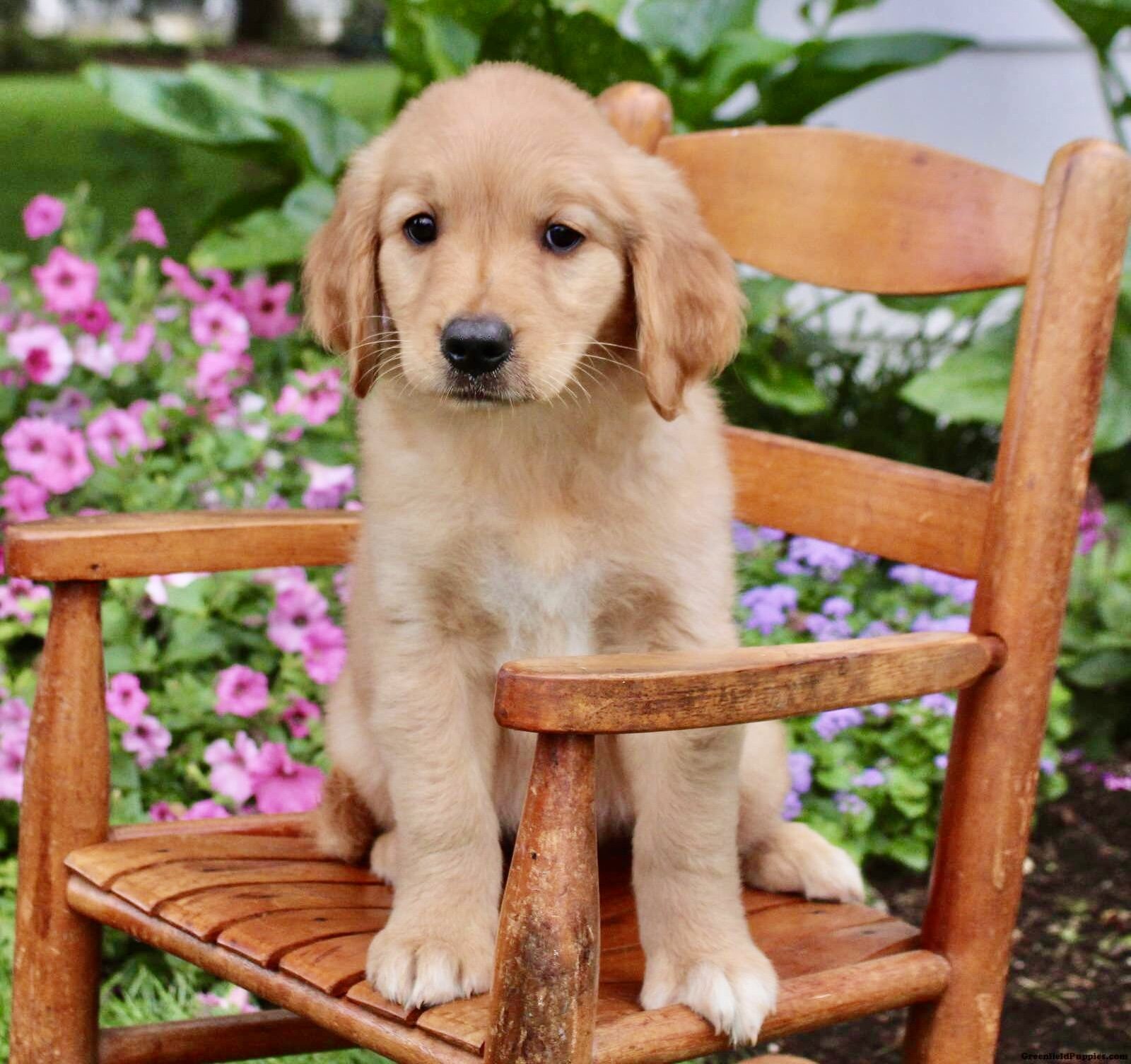 Purebred Golden Retriever Puppy-10 Weeks Old -Male image 1