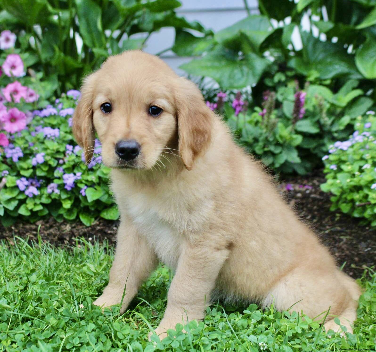 Purebred Golden Retriever Puppy-10 Weeks Old -Male image 3