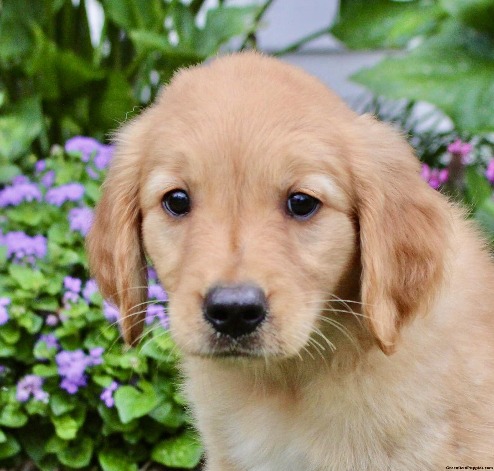 Purebred Golden Retriever Puppy-10 Weeks Old -Male image 2