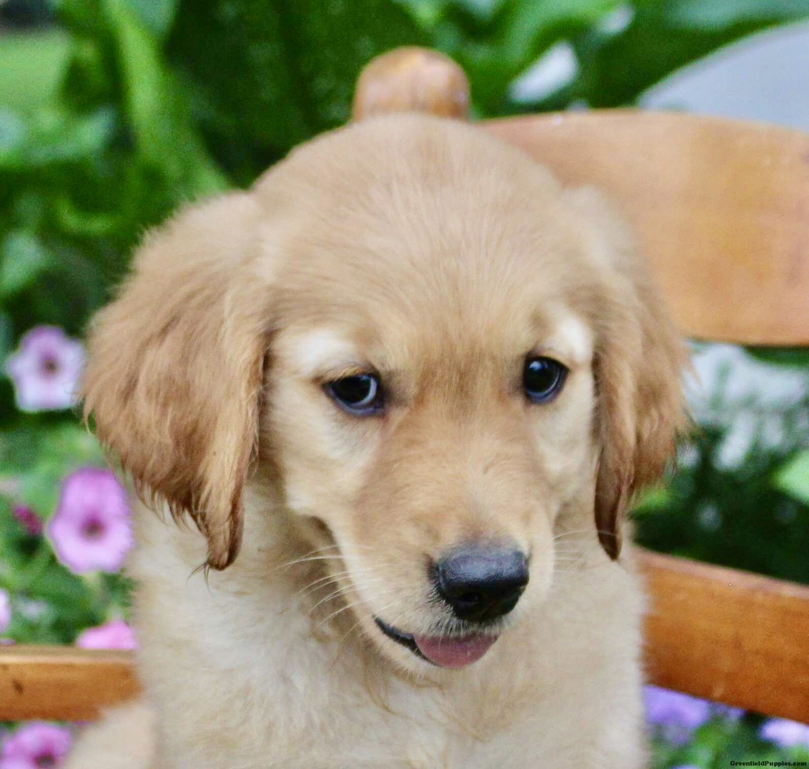 Golden Retriever Puppy-10 Weeks Old -Male image 4