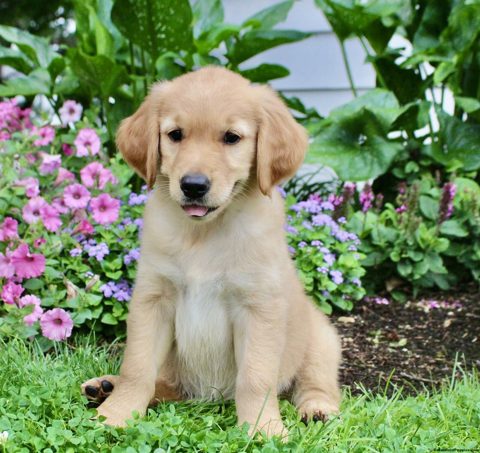 Golden Retriever Puppy-10 Weeks Old -Male image 5
