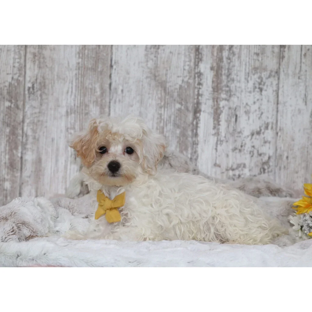Male Maltipoo Puppy for sale image 2