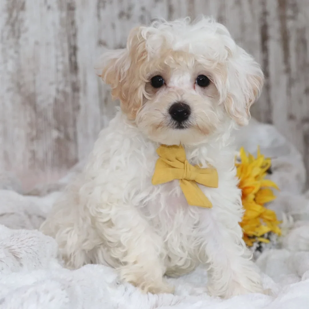 Male Maltipoo Puppy for sale image 3