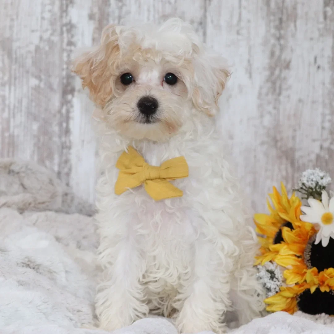 Male Maltipoo Puppy for sale image 4