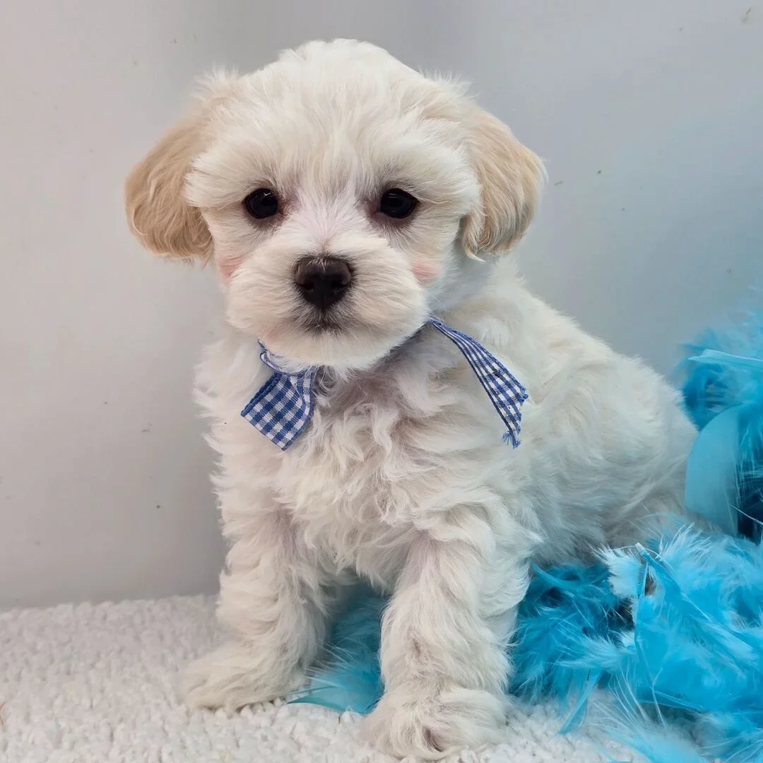 Male Maltipoo puppy for sale name Gator image 4