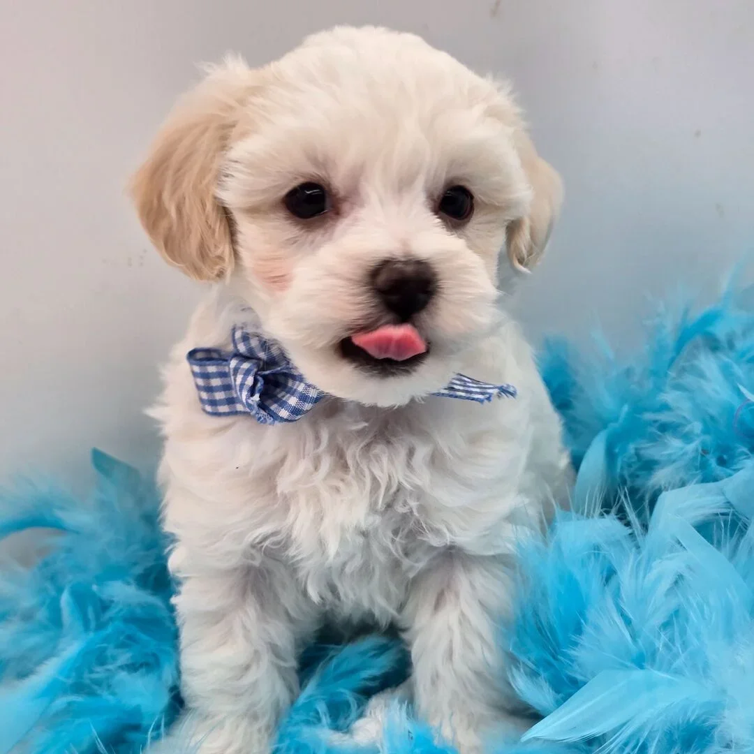 Male Maltipoo puppy for sale name Gator image 3