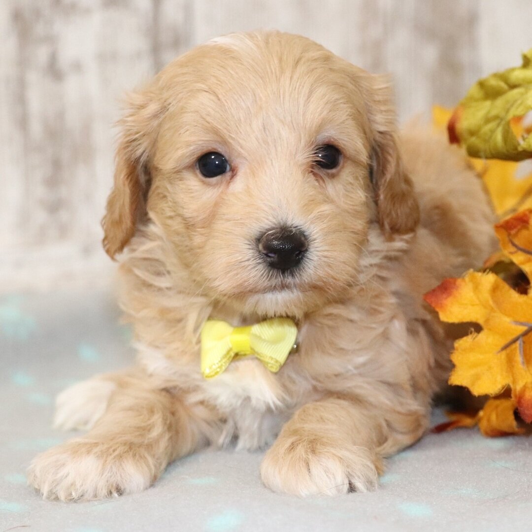 Male Maltipoo puppy for sale name Logan image 4