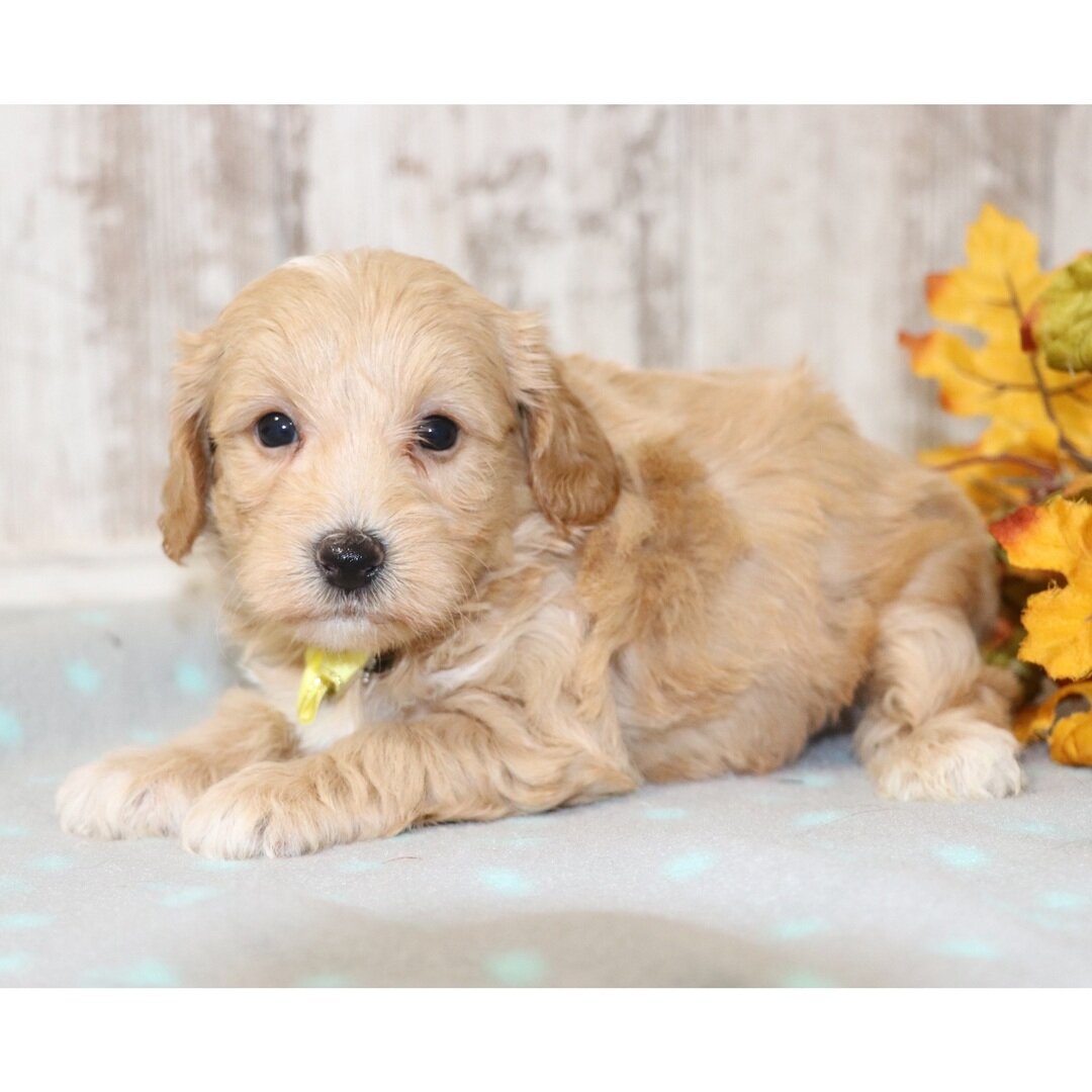 Male Maltipoo puppy for sale name Logan image 3