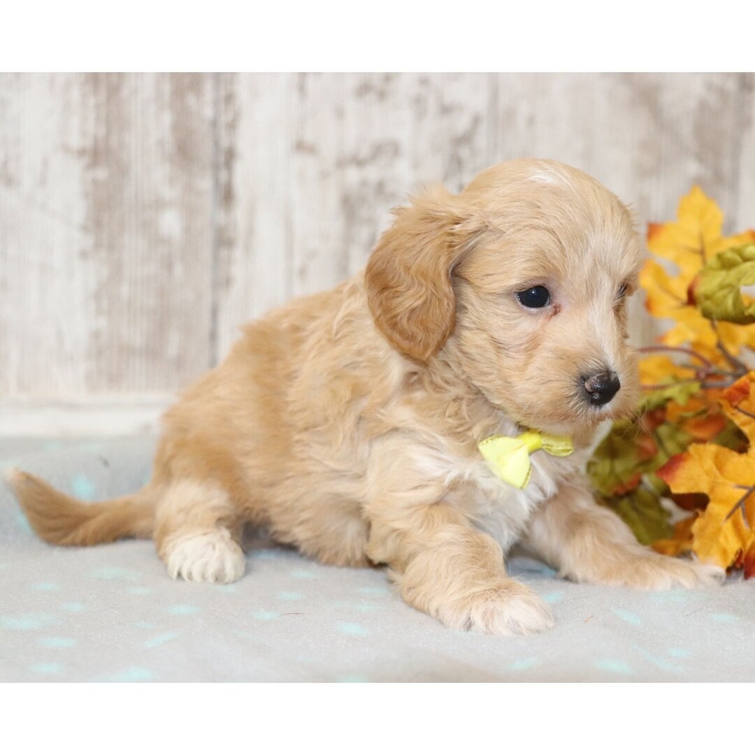 Male Maltipoo puppy for sale name Logan image 2