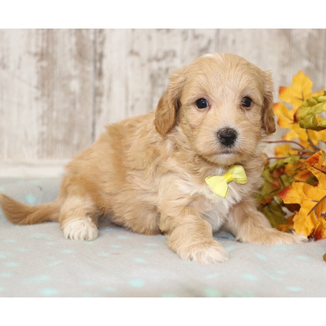 Male Maltipoo puppy for sale name Logan image 1