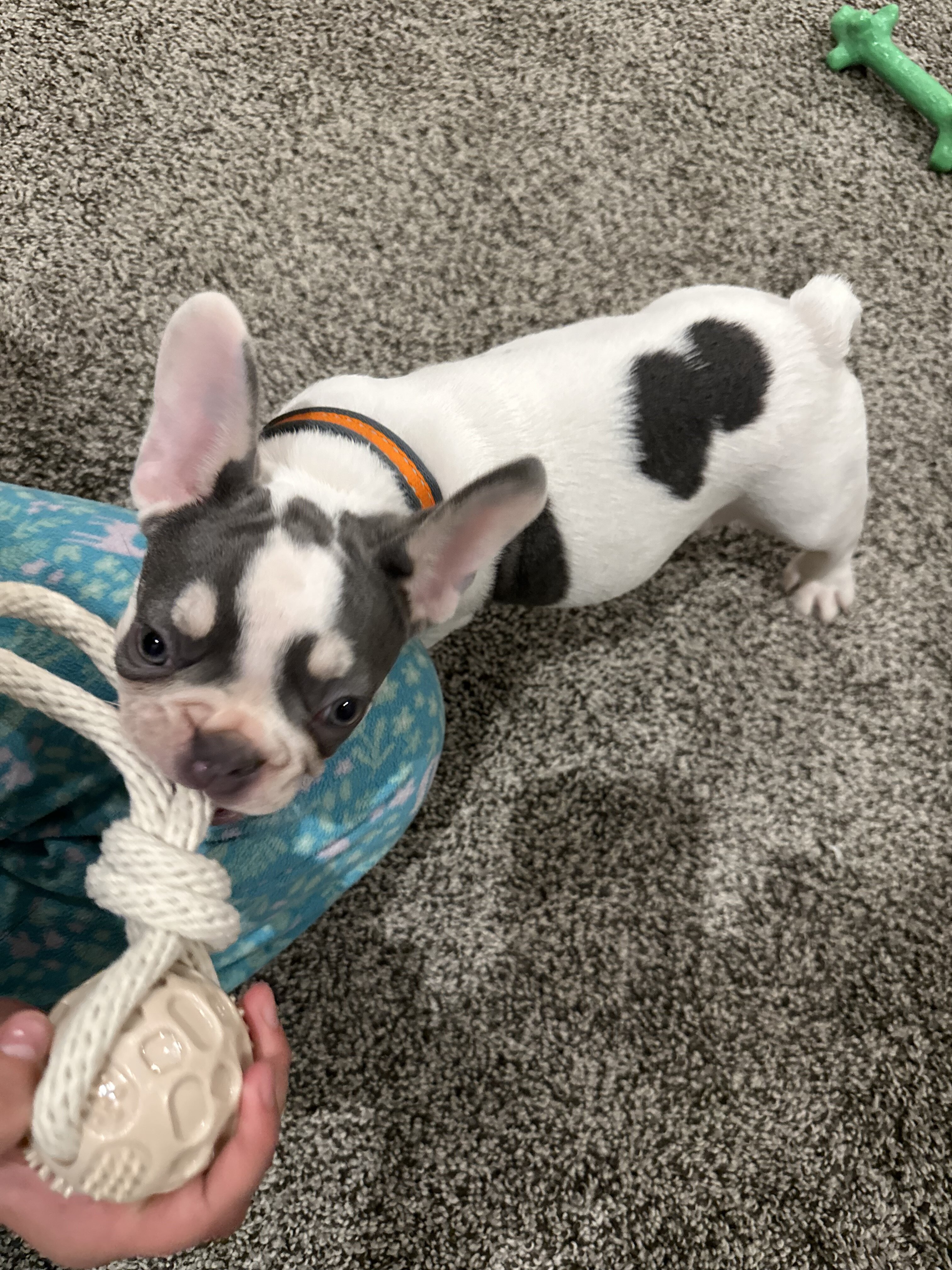 French Bulldog image 4