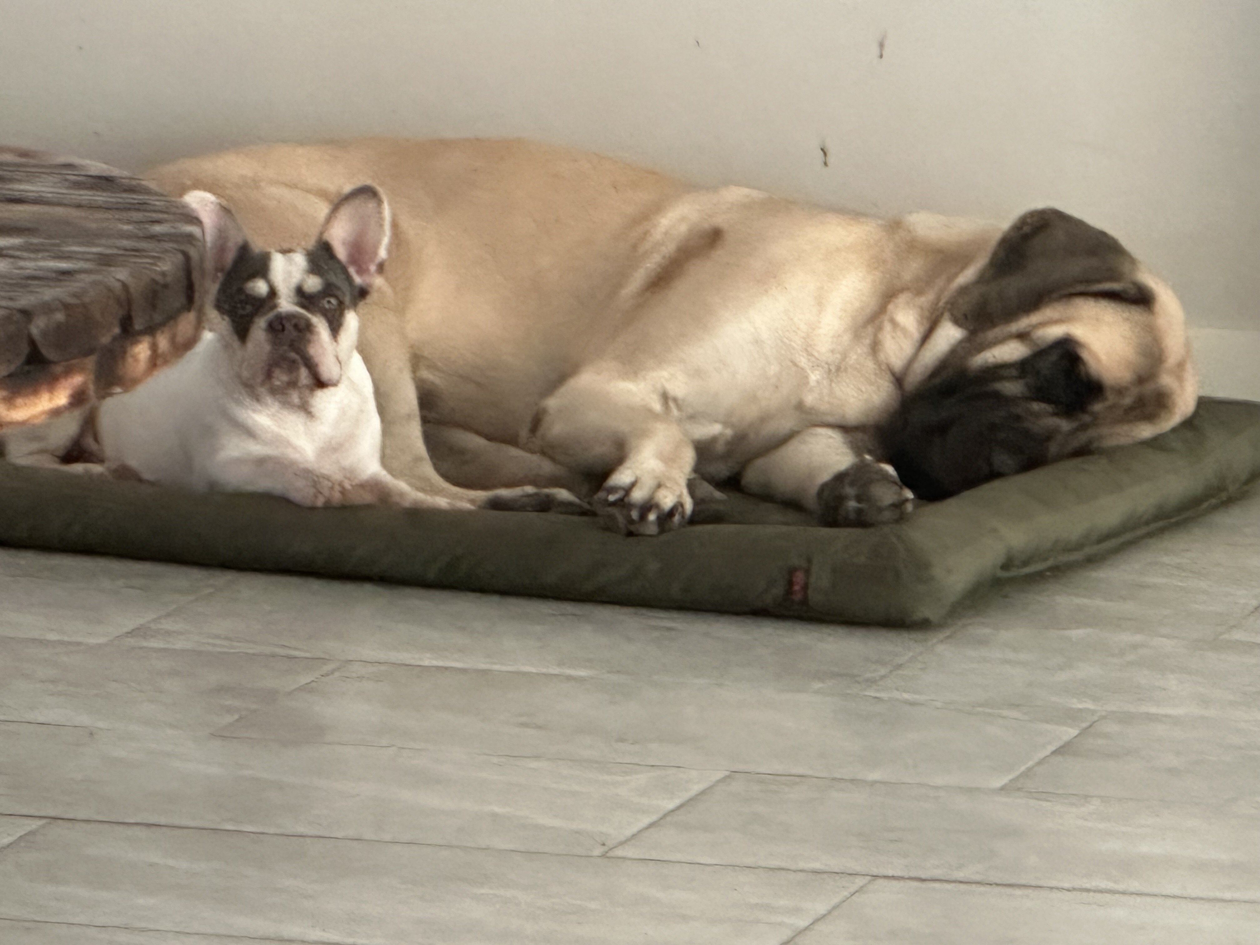 French Bulldog image 3
