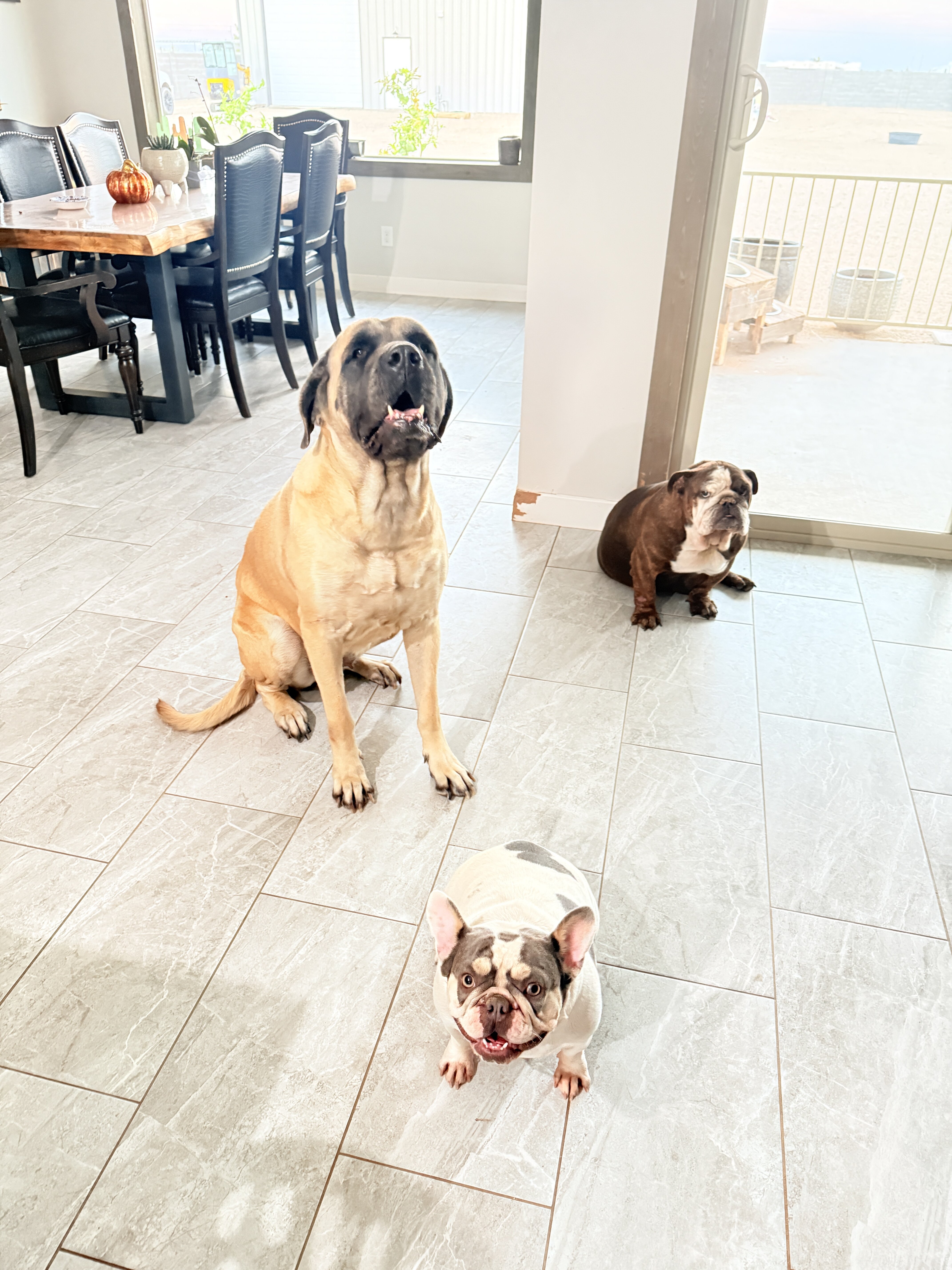 French Bulldog image 2
