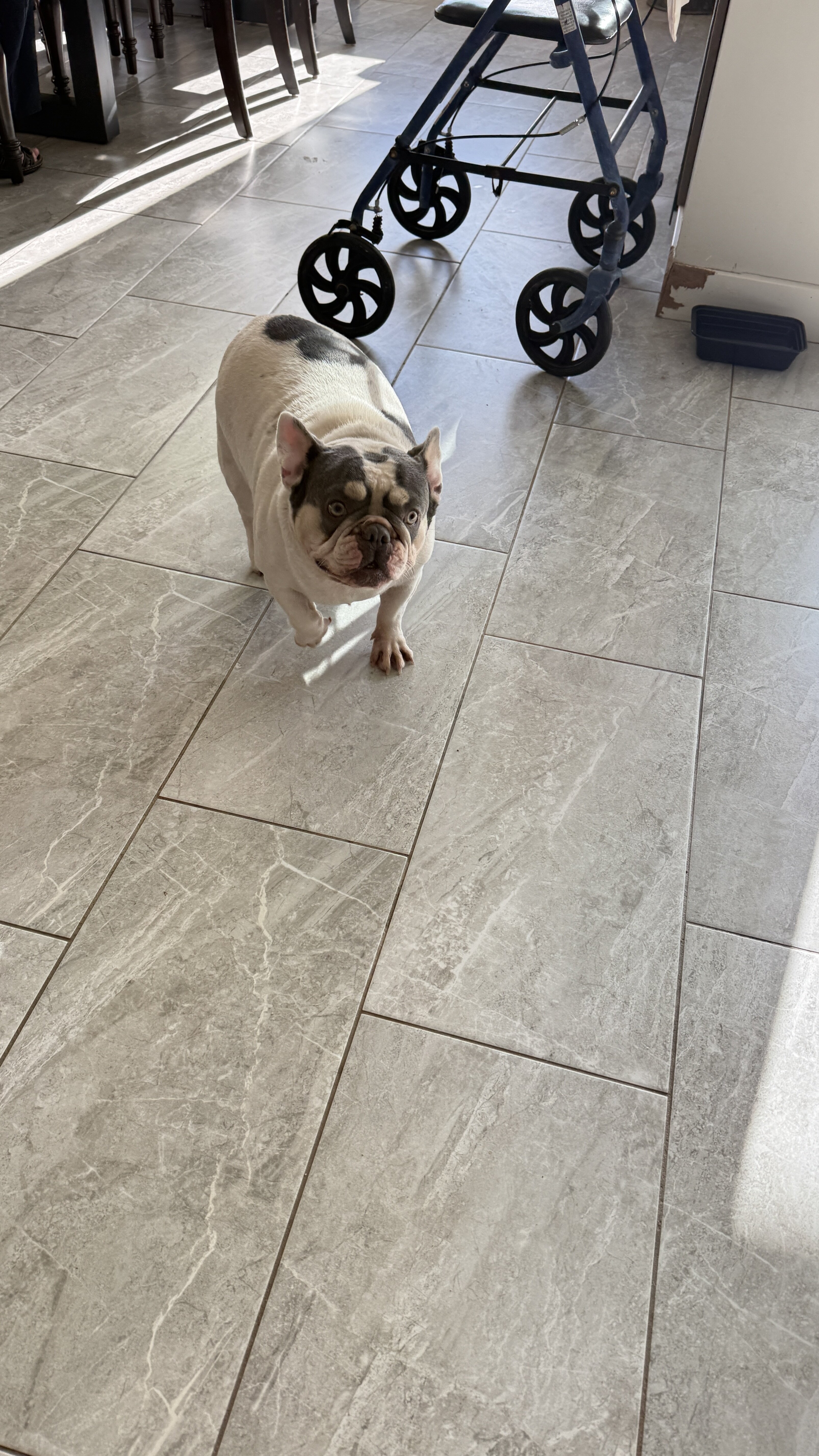 French Bulldog image 5