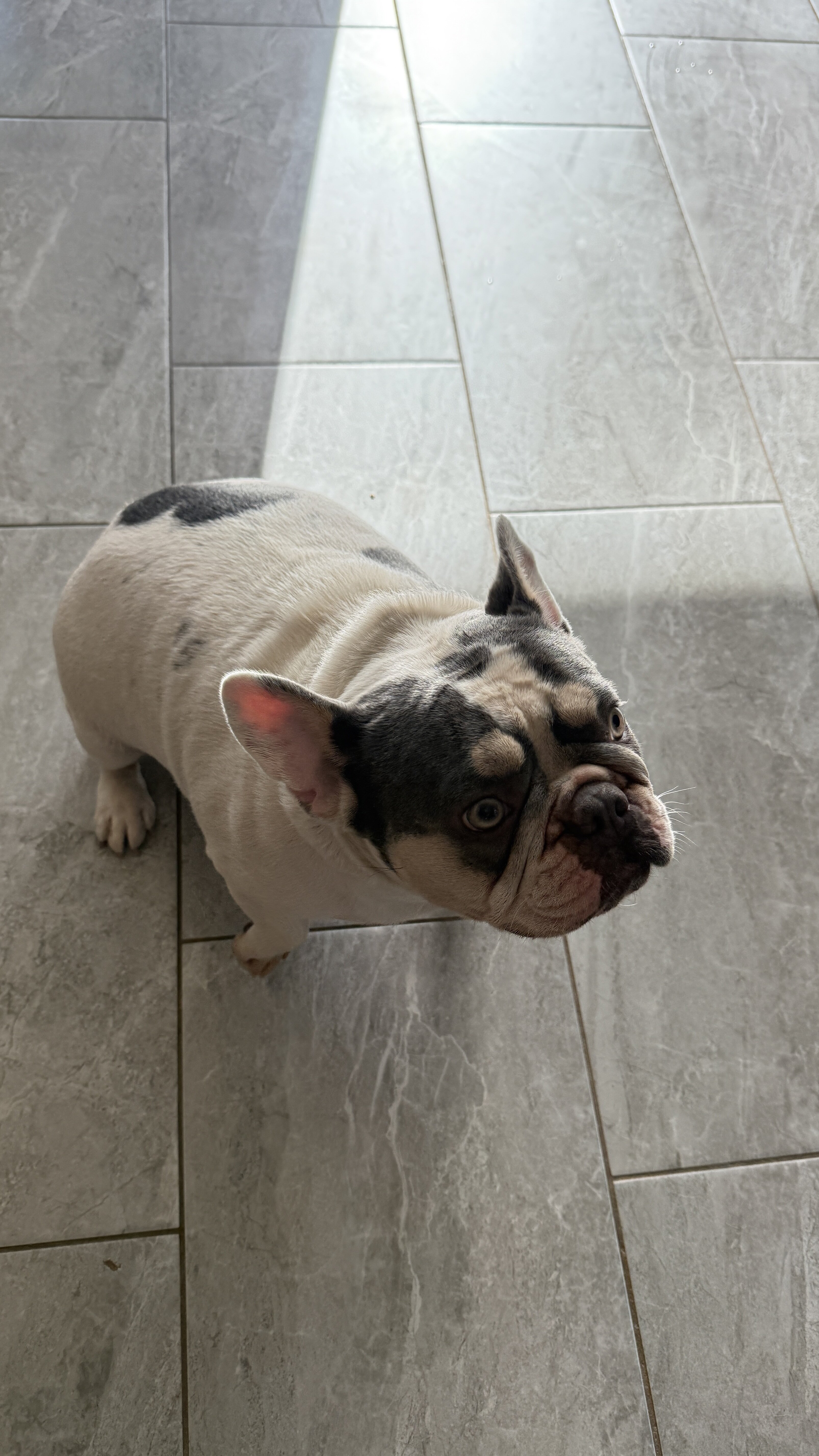 French Bulldog image 1