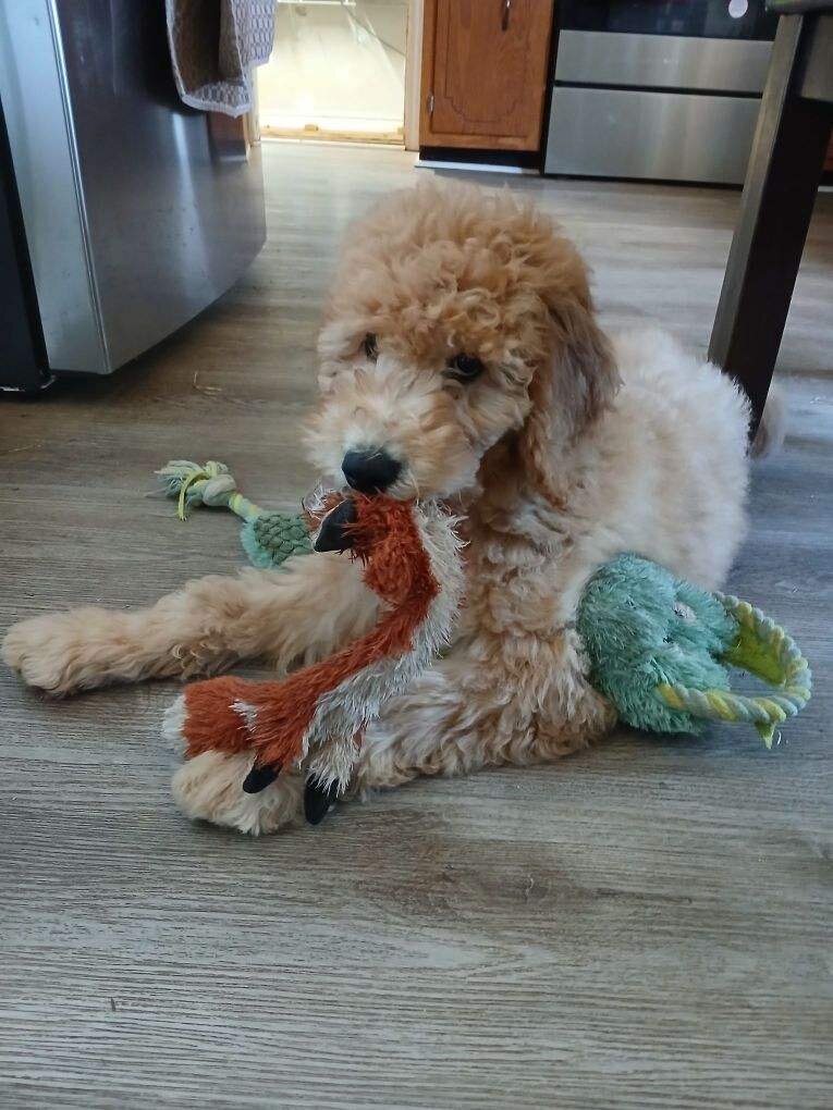 Beautiful Goldendoodle Girl Puppy image 7