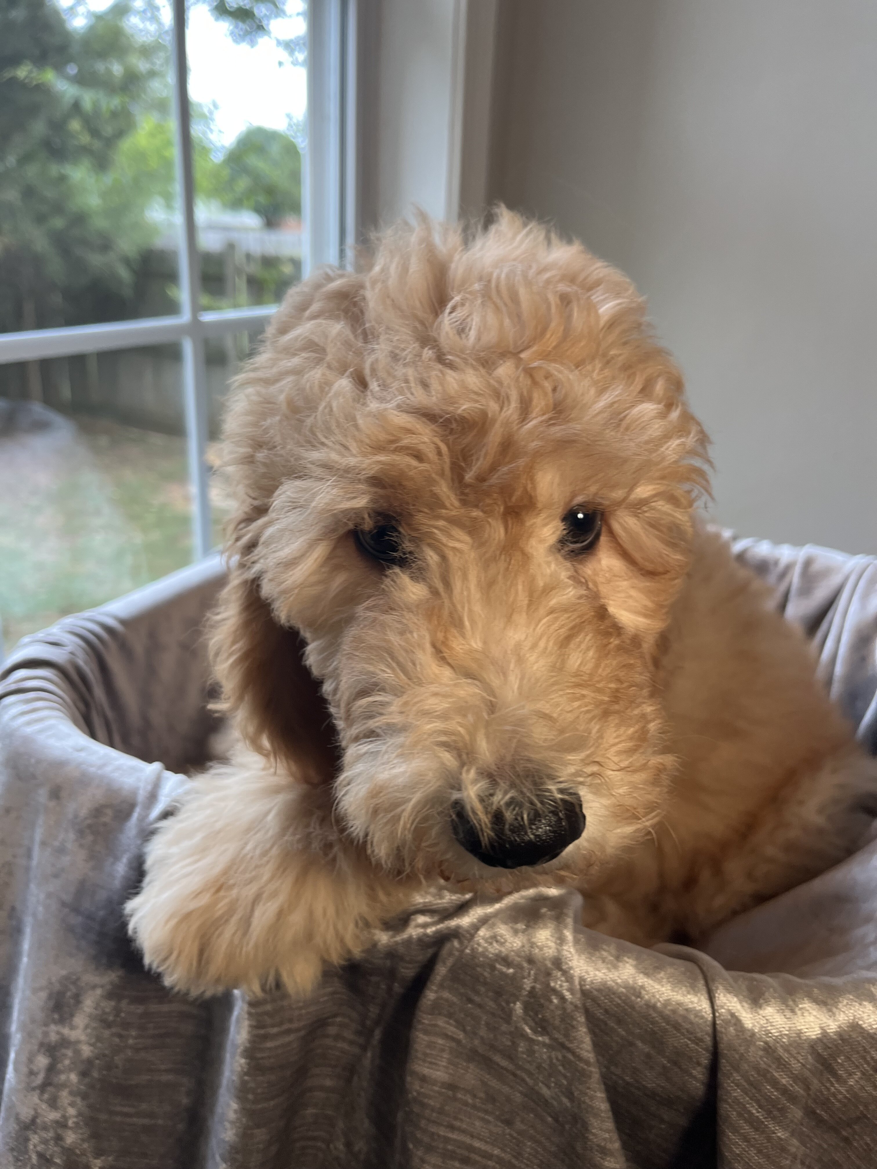 Beautiful Goldendoodle Girl Puppy image 2