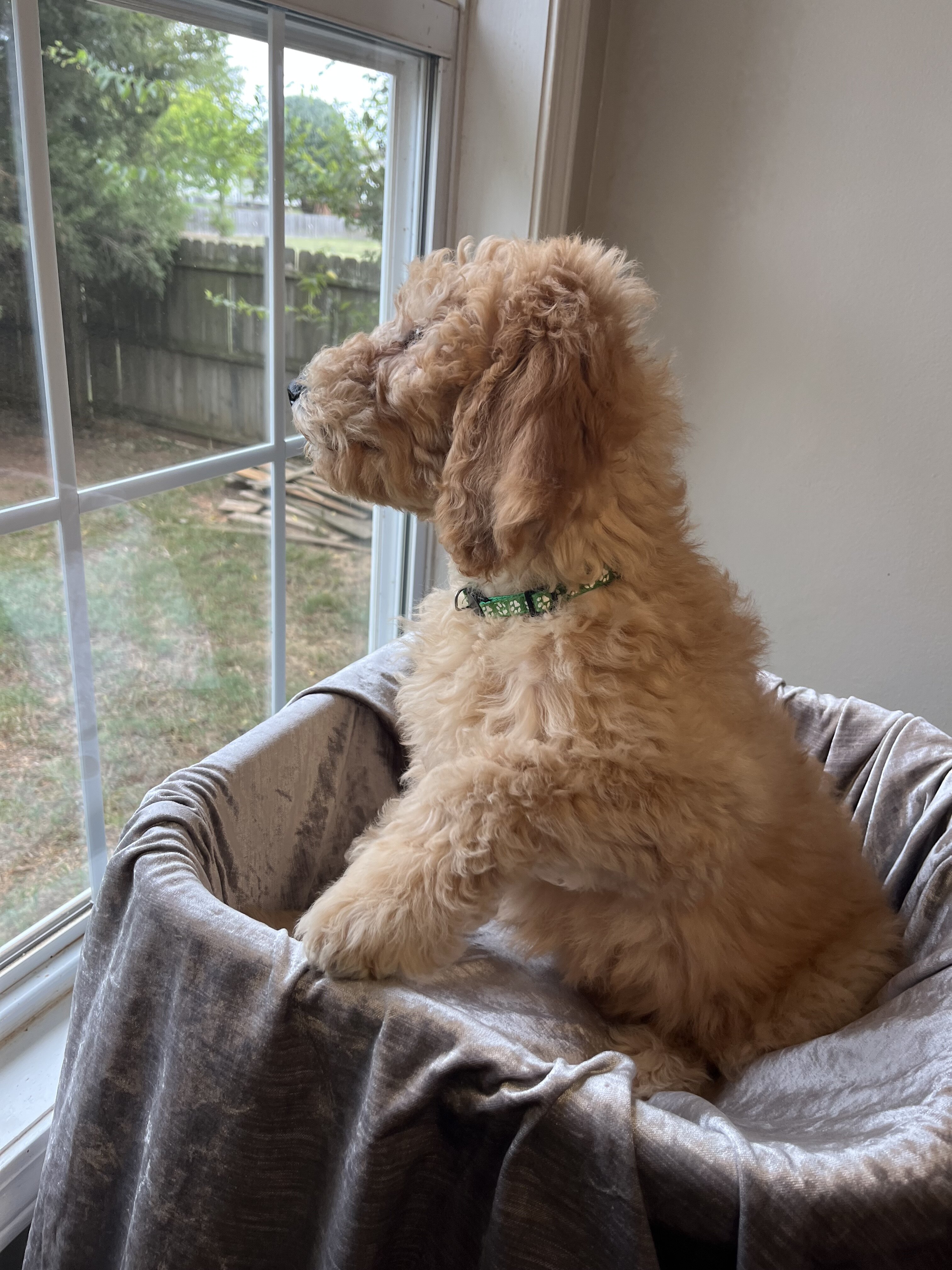Beautiful Goldendoodle Girl Puppy image 3