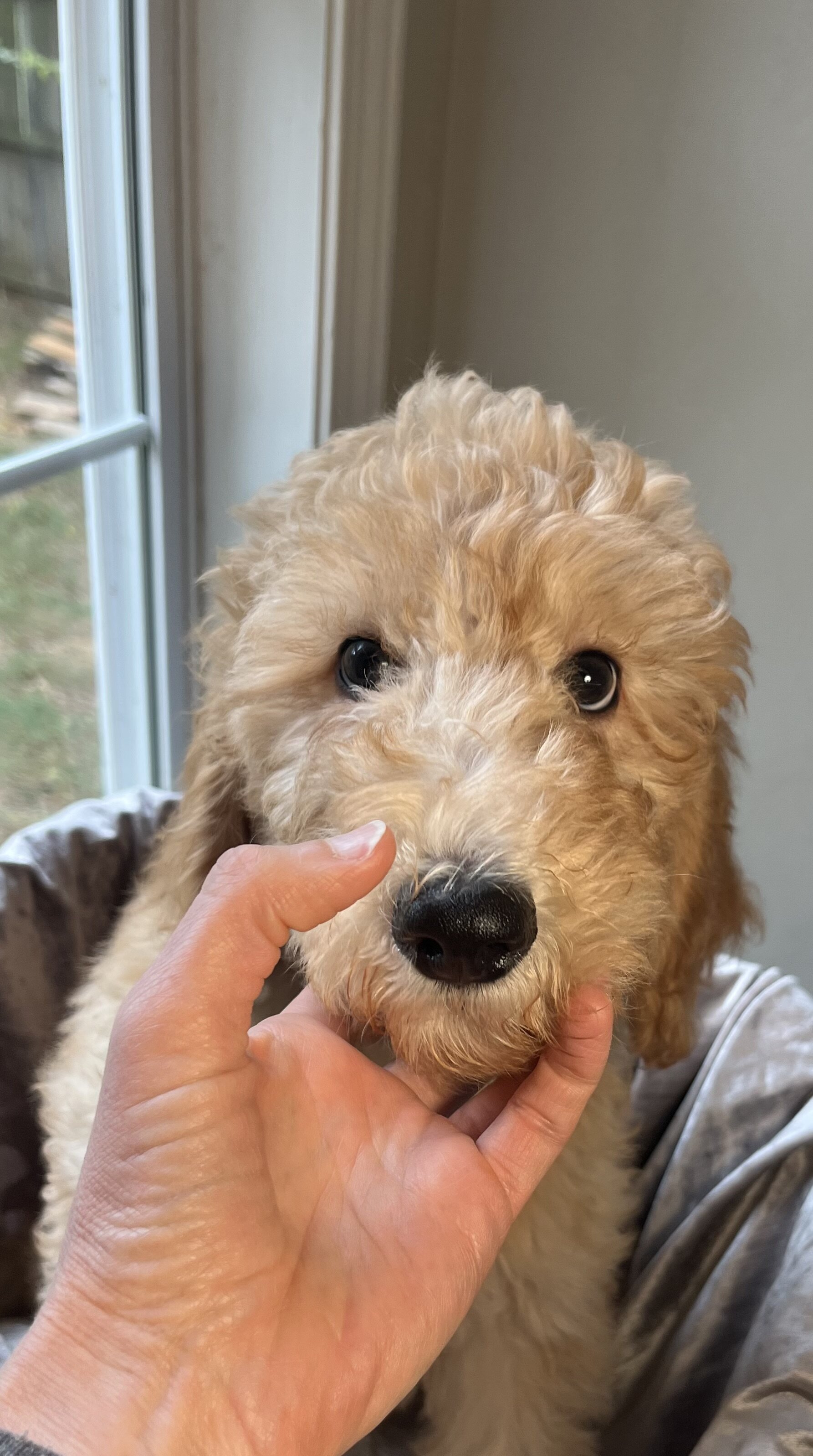 Beautiful Goldendoodle Girl Puppy image 5
