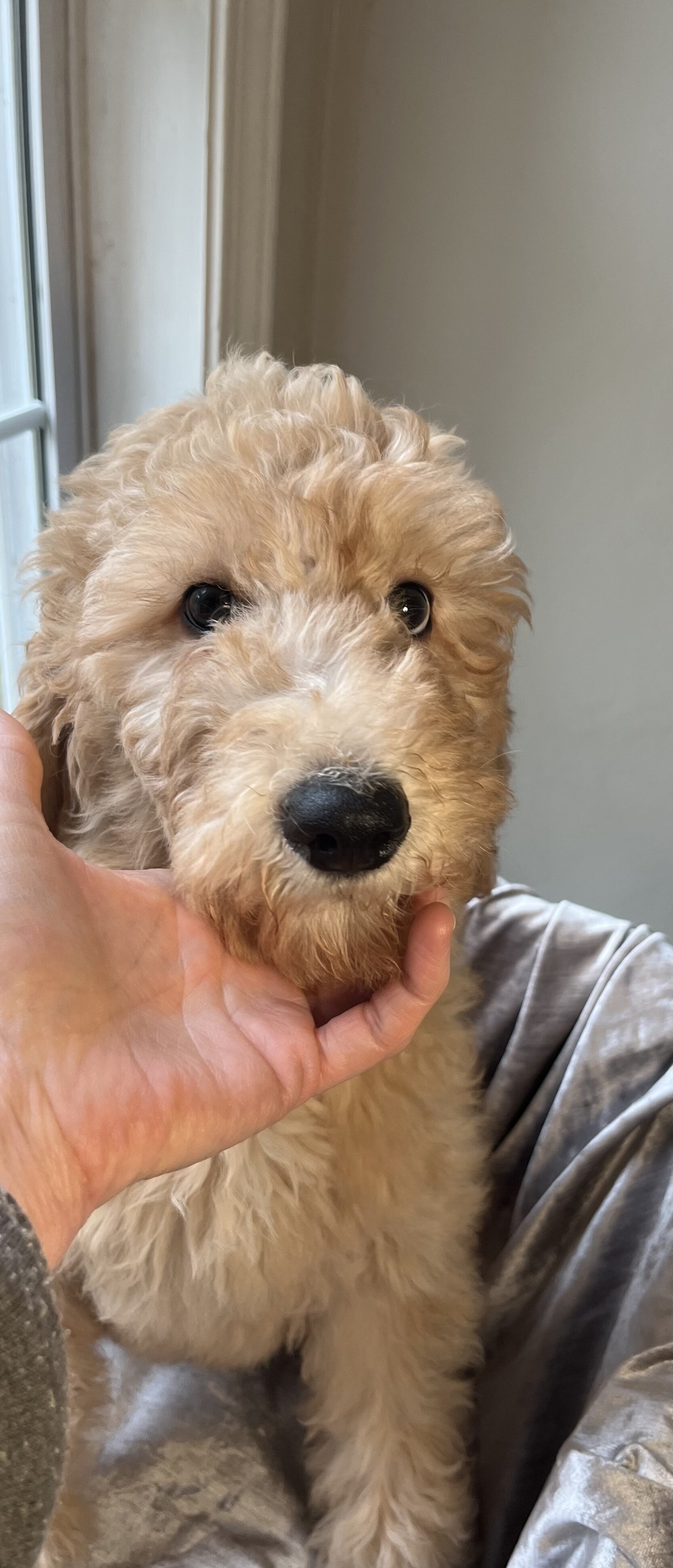 Beautiful Goldendoodle Girl Puppy image 4
