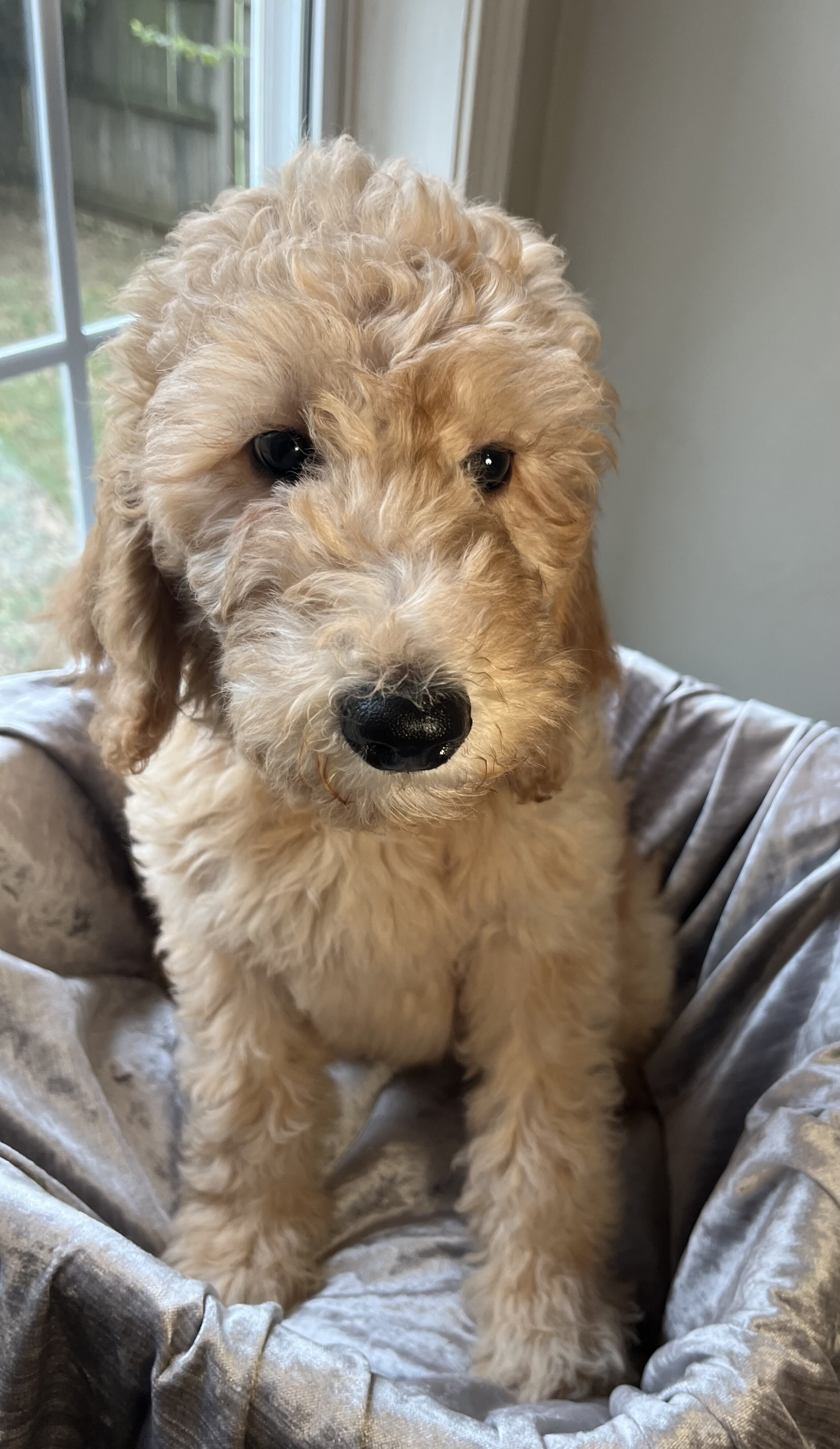 Beautiful Goldendoodle Girl Puppy image 6