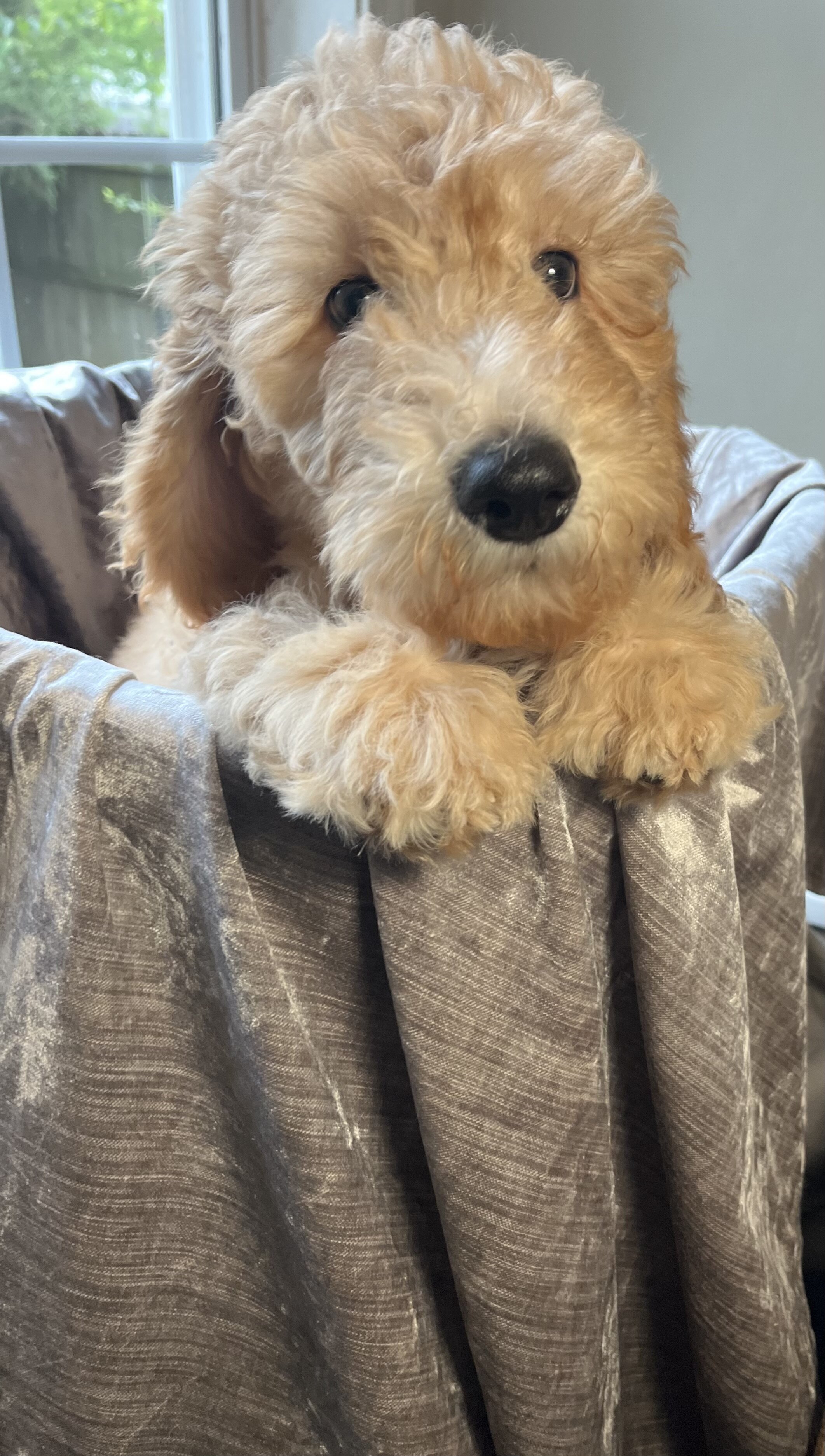 Beautiful Goldendoodle Girl Puppy image 1