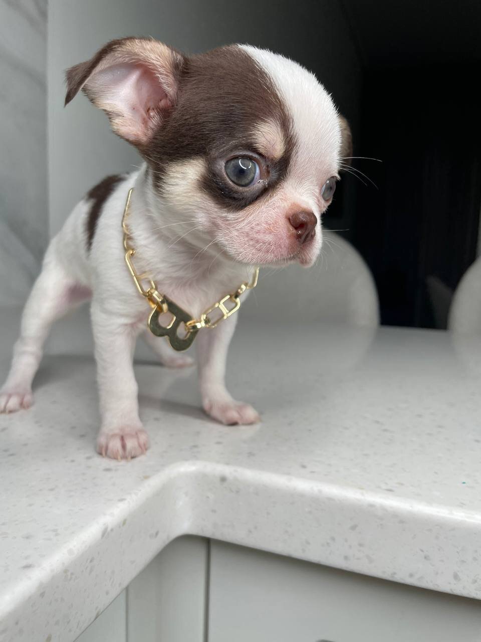 Teacup French bulldog image 8