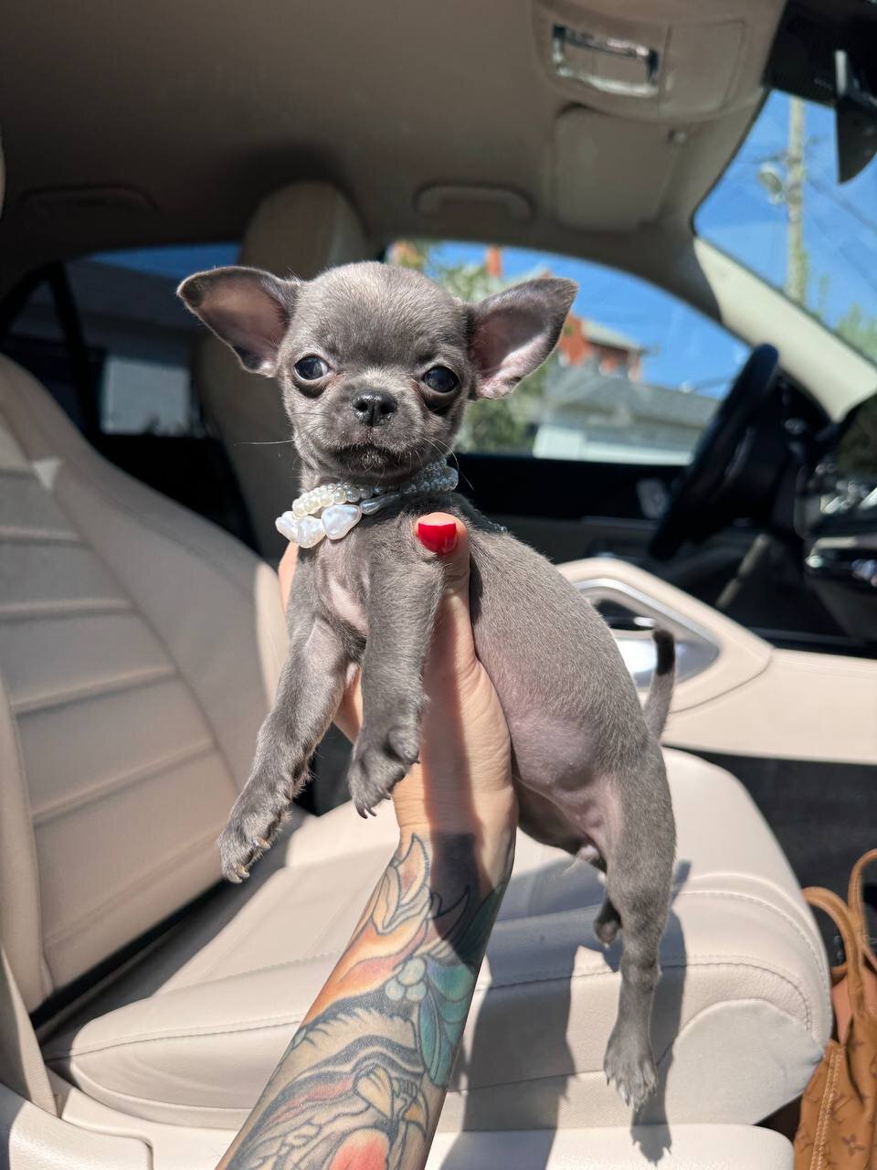 Teacup French bulldog image 7