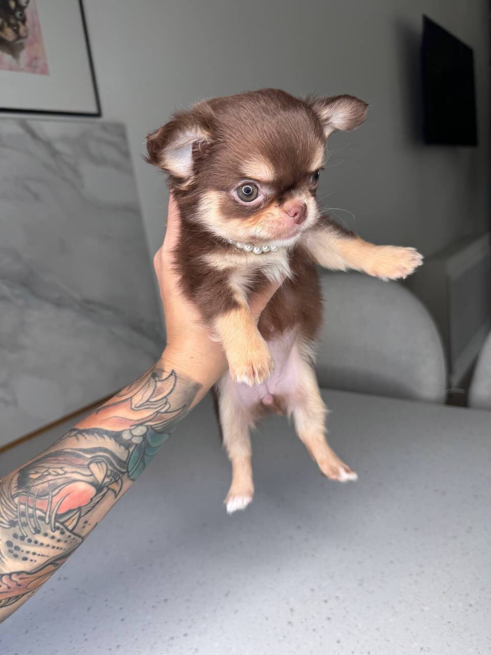 Teacup French bulldog image 4