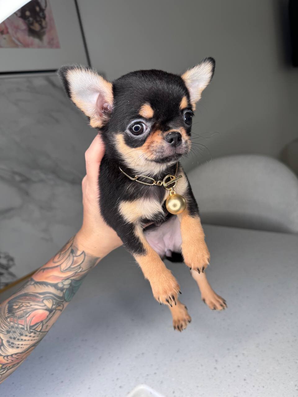Teacup French bulldog image 6