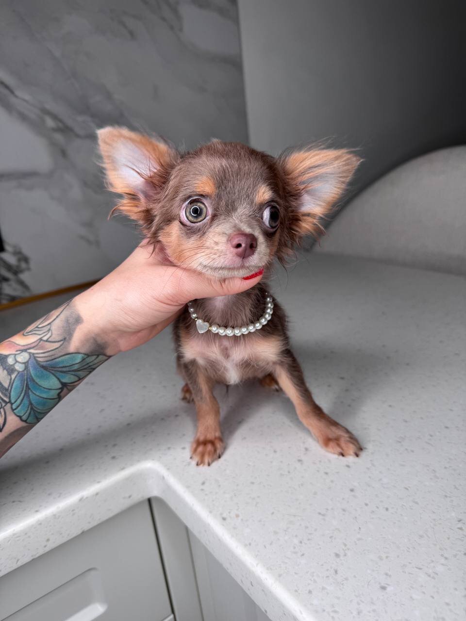 Teacup French bulldog image 5