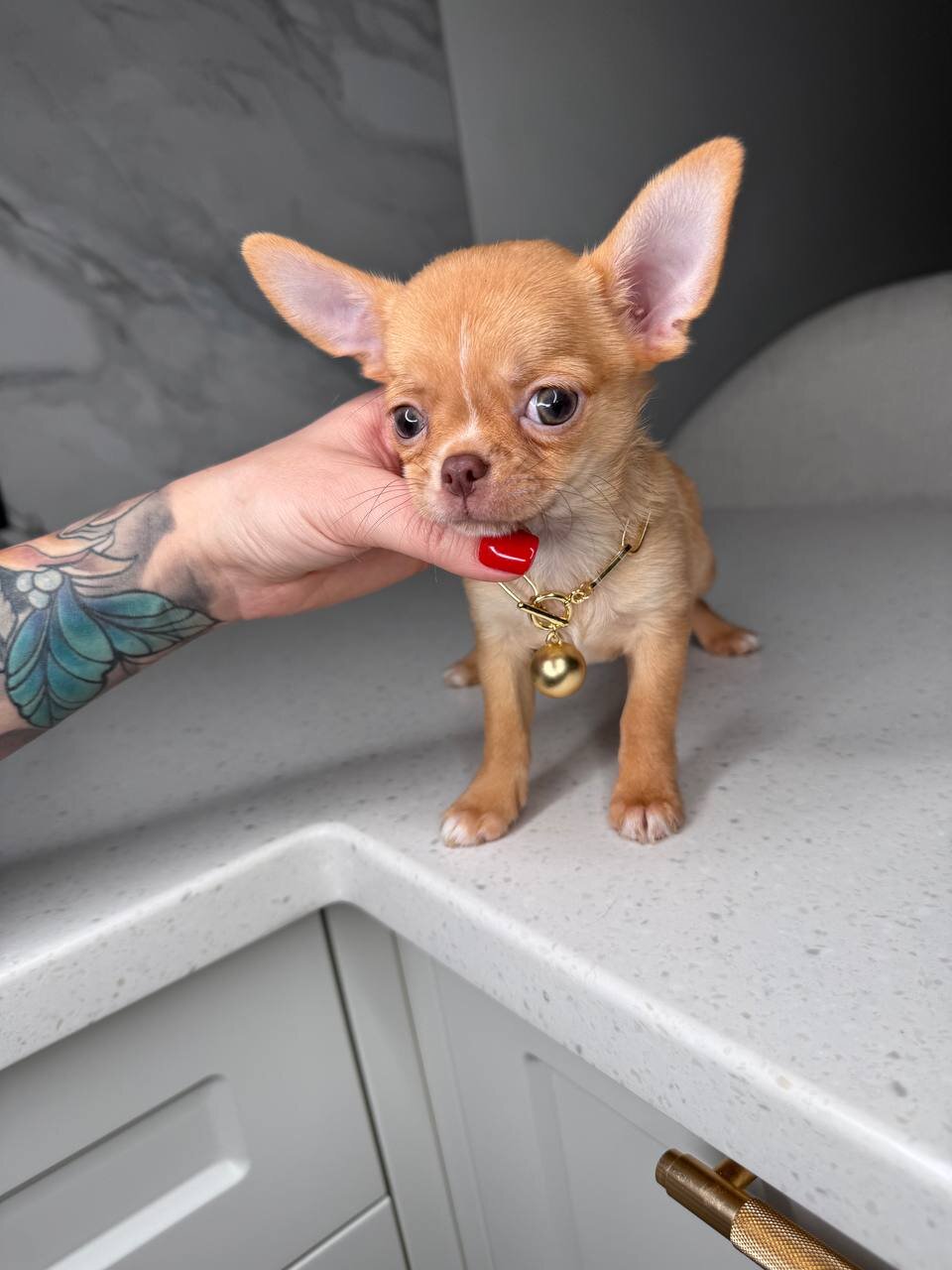 Teacup French bulldog image 3