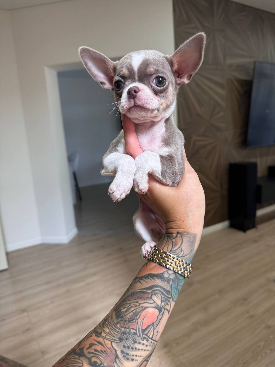 Teacup French bulldog image 2