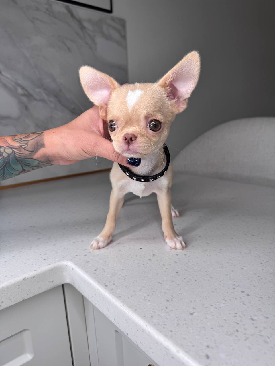 Teacup French bulldog image 1