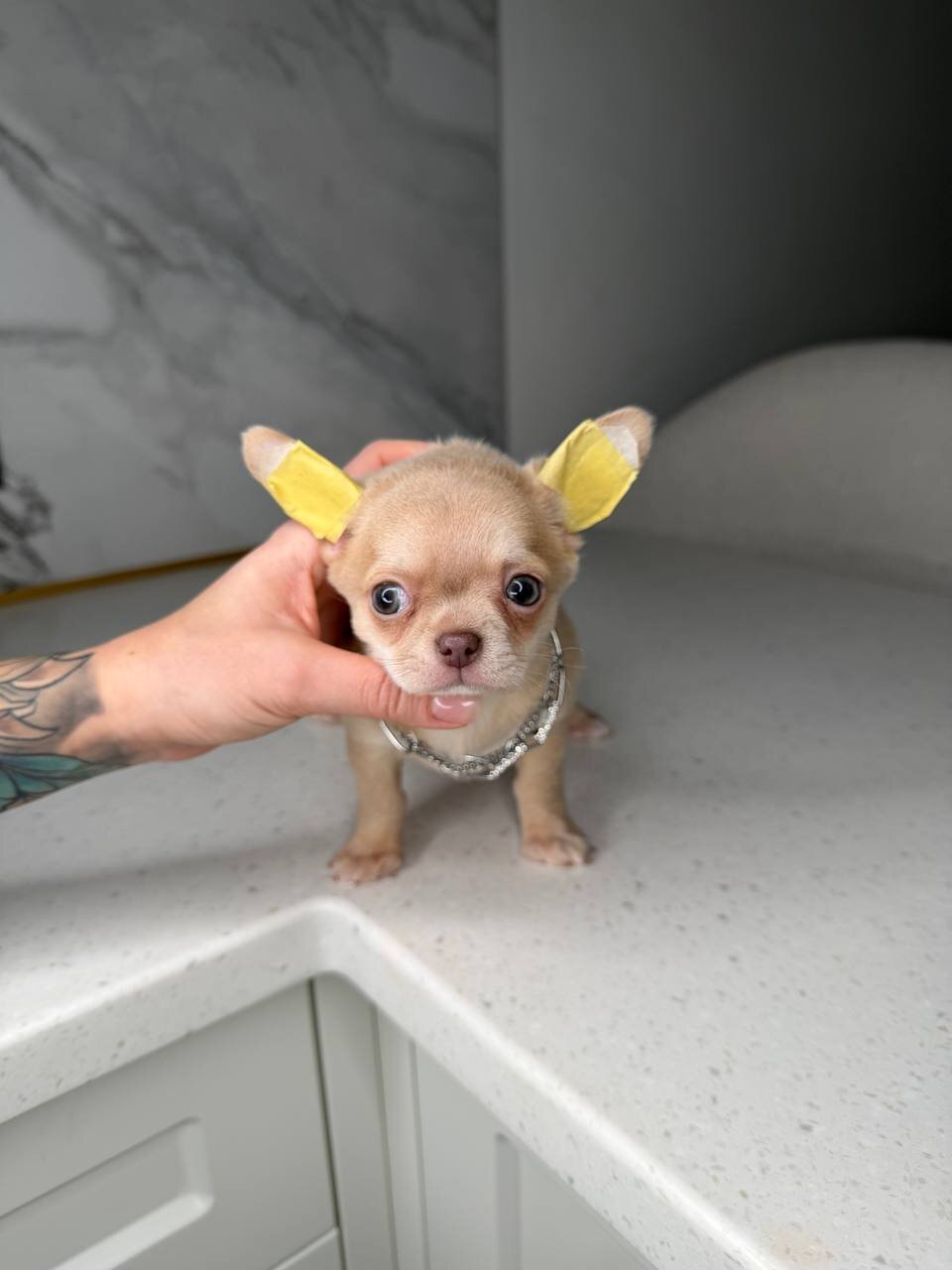 Teacup French bulldog image 9