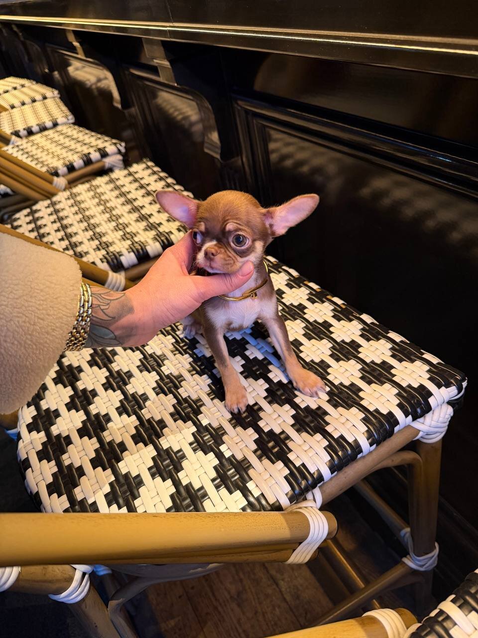 Teacup French bulldog image 10