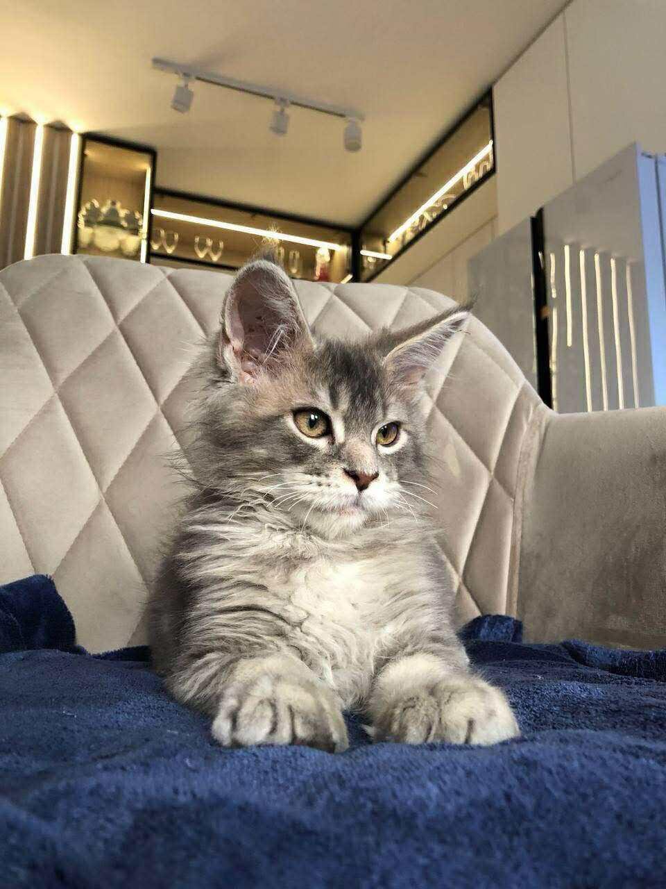 Sonic(Maine coon kitten) image 1
