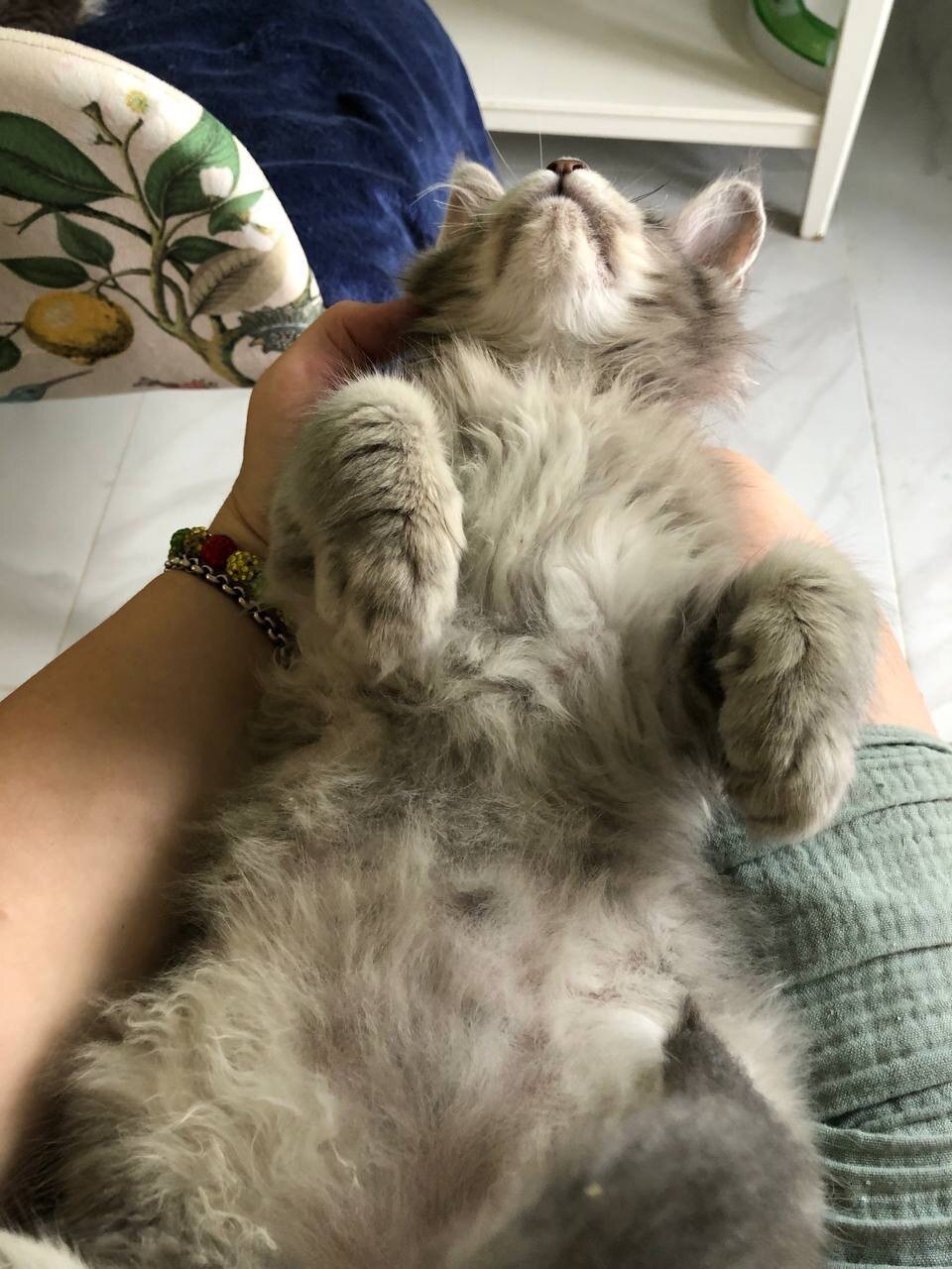 Sonic(Maine coon kitten) image 2