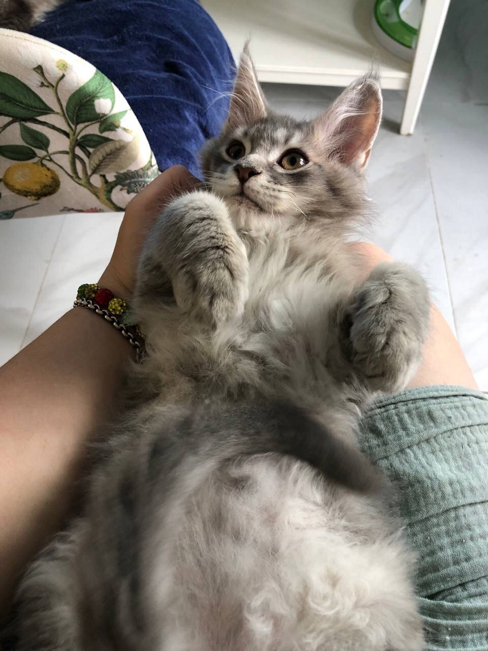 Sonic(Maine coon kitten) image 3