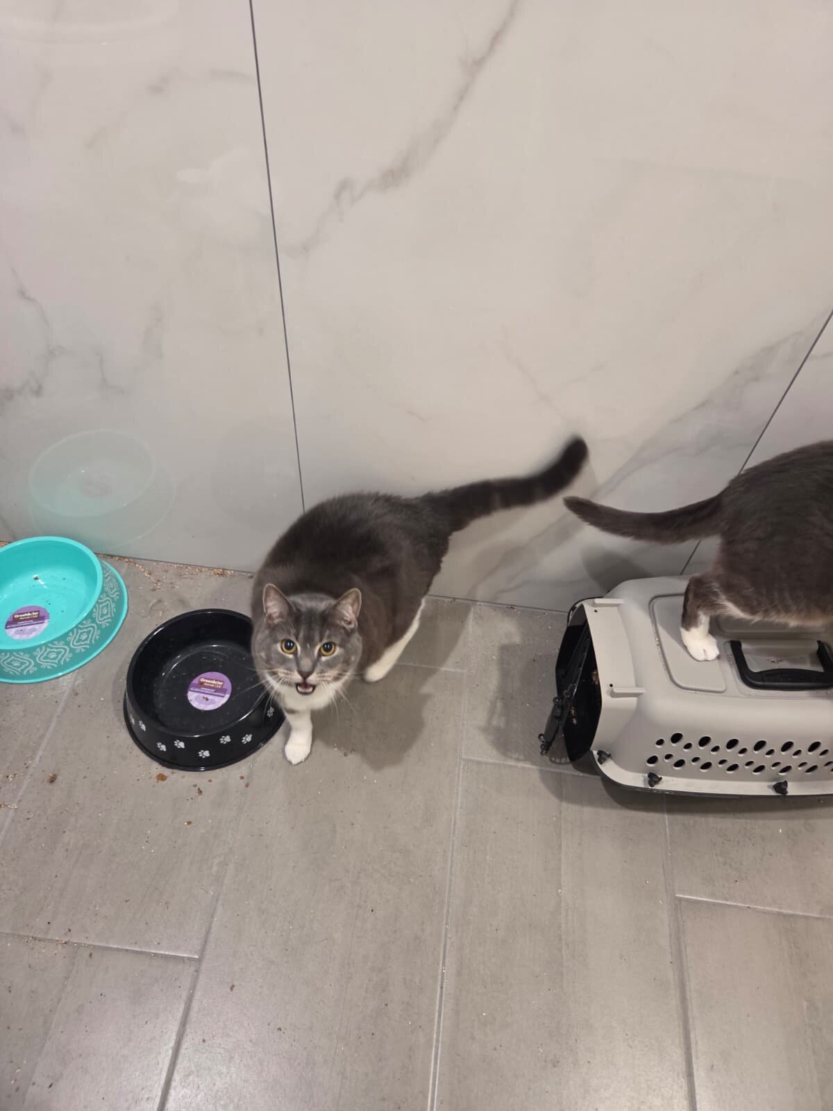 2 adult cats image 2
